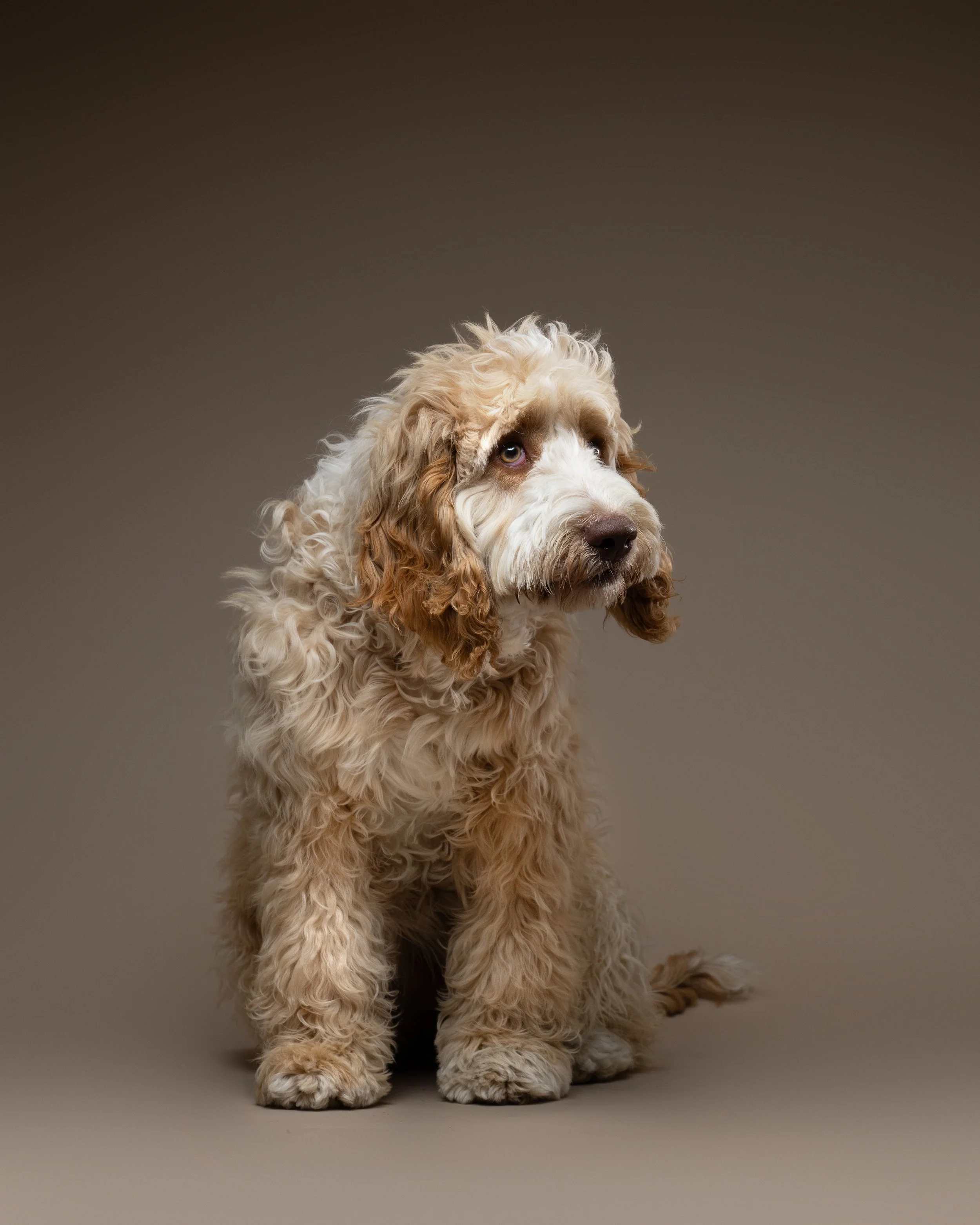 Cockapoo dog in Richmond studio photoshoot