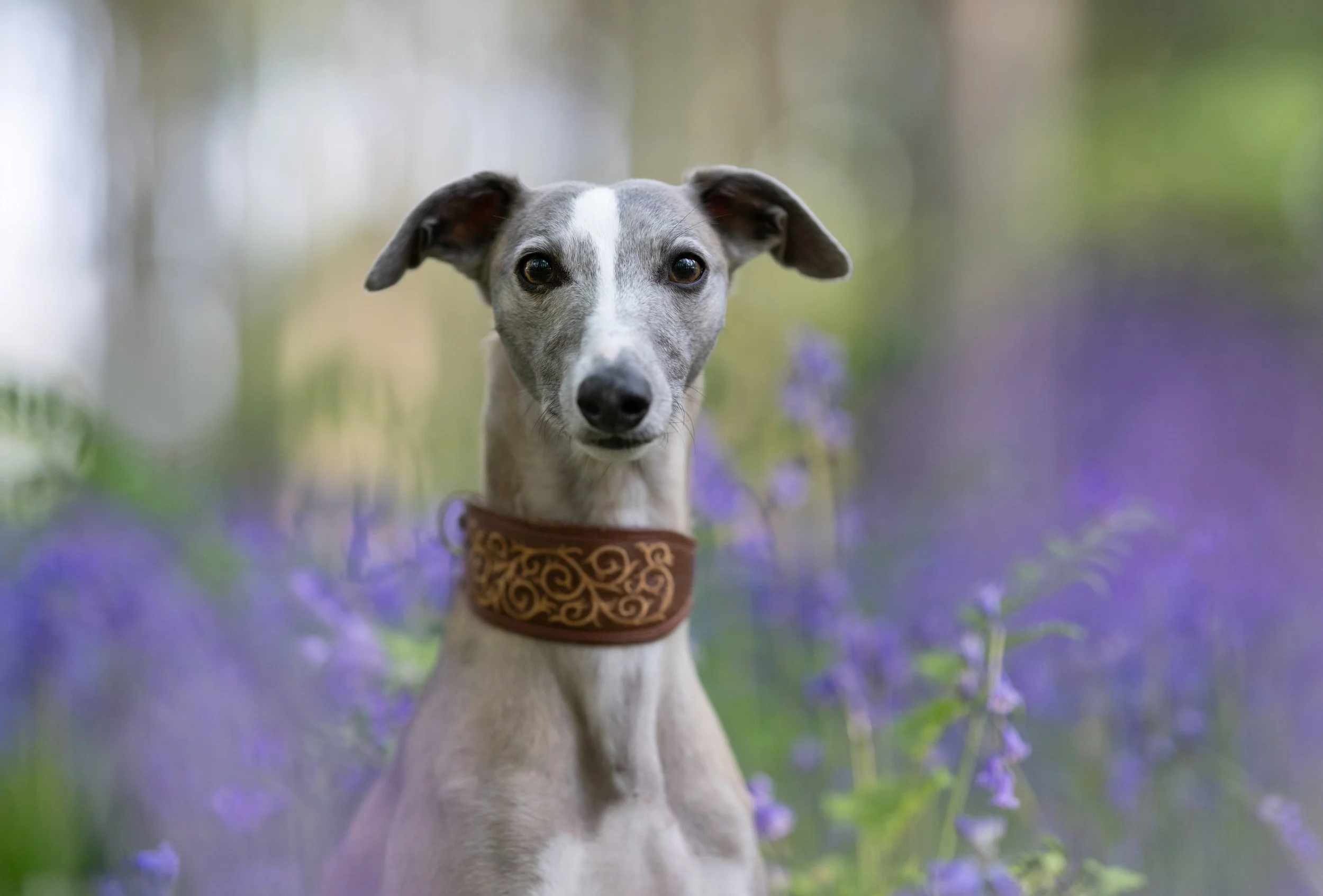 Whipper dog among the bluebells in Hampshire