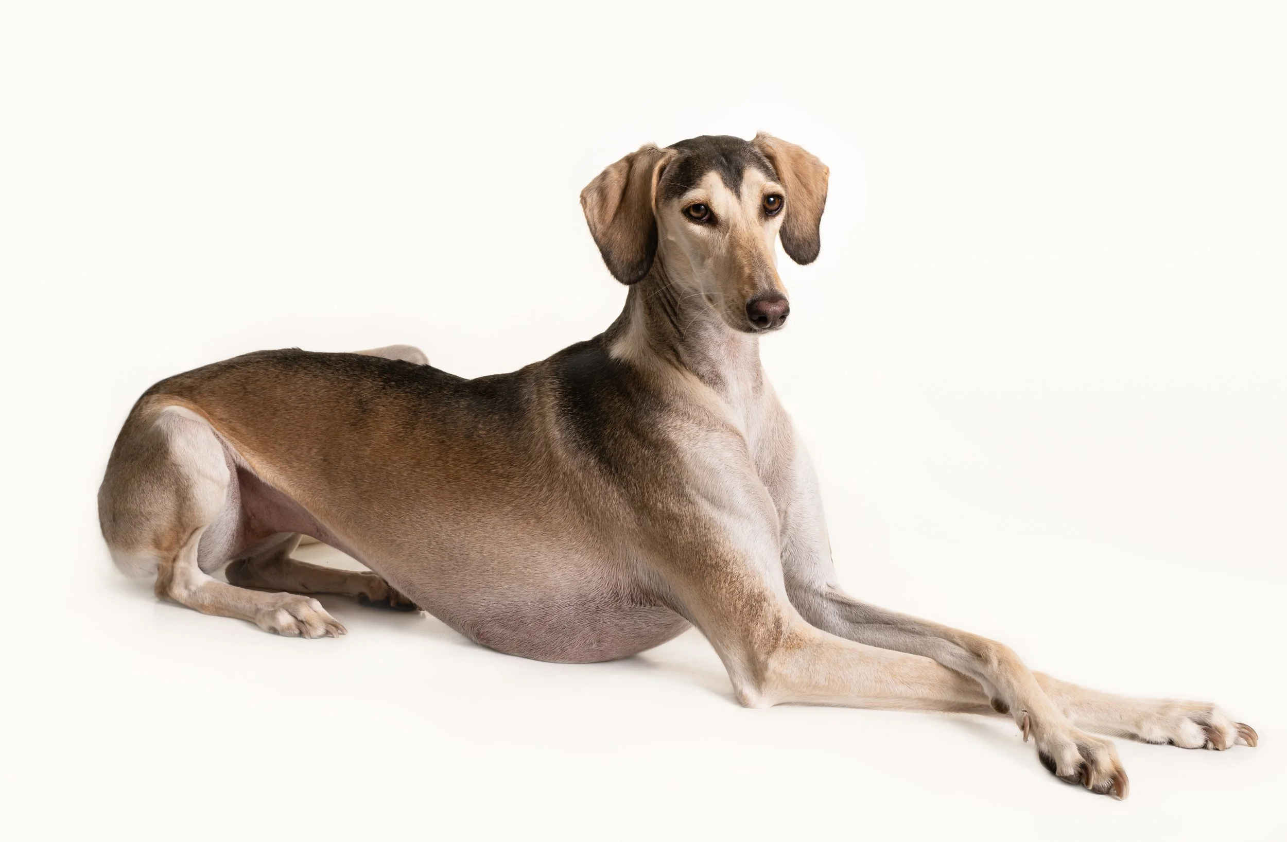 ZZ9_8059- PS- PS log- PS.jpg