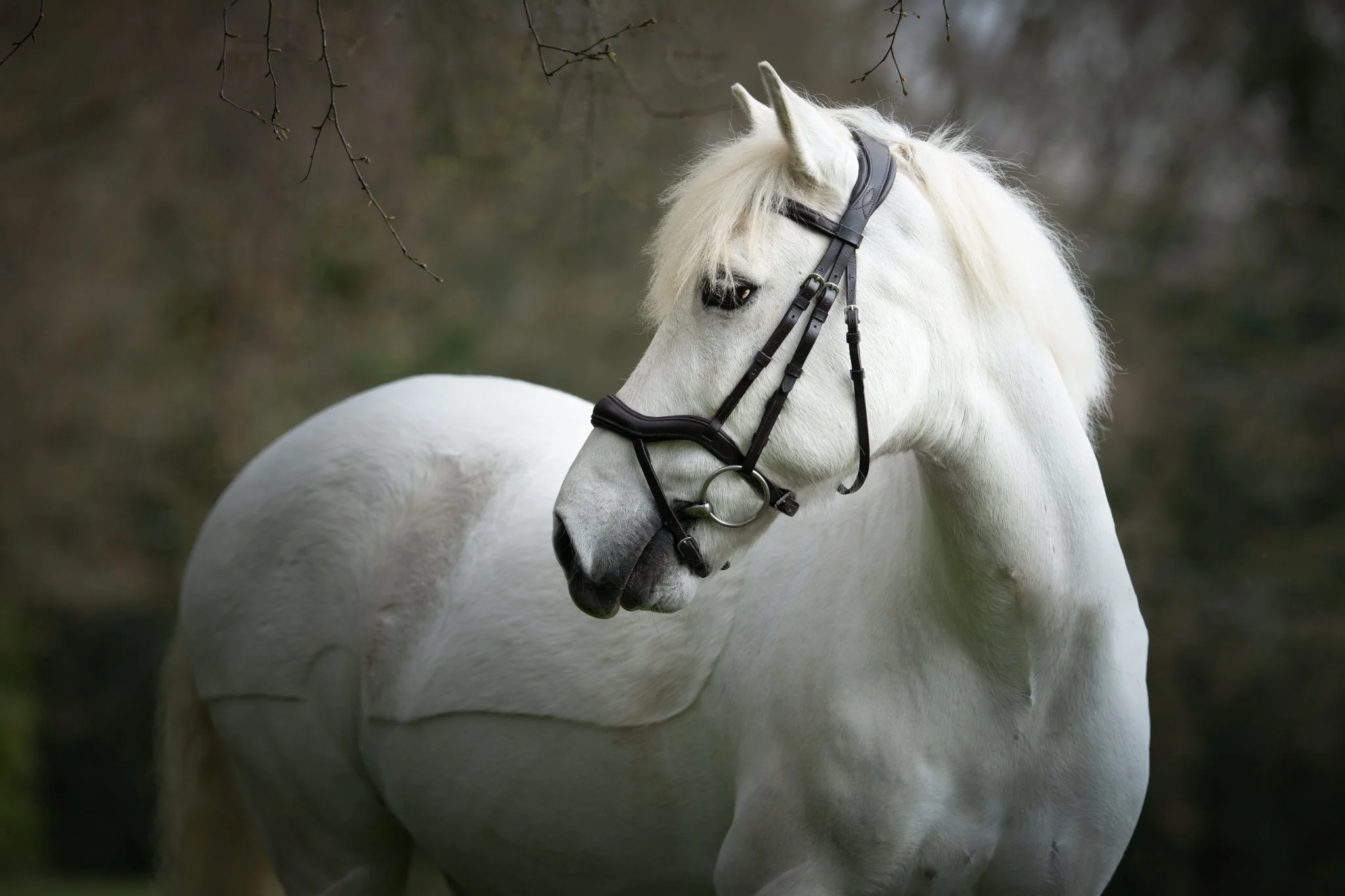 Outdoor equine portraits in Surrey
