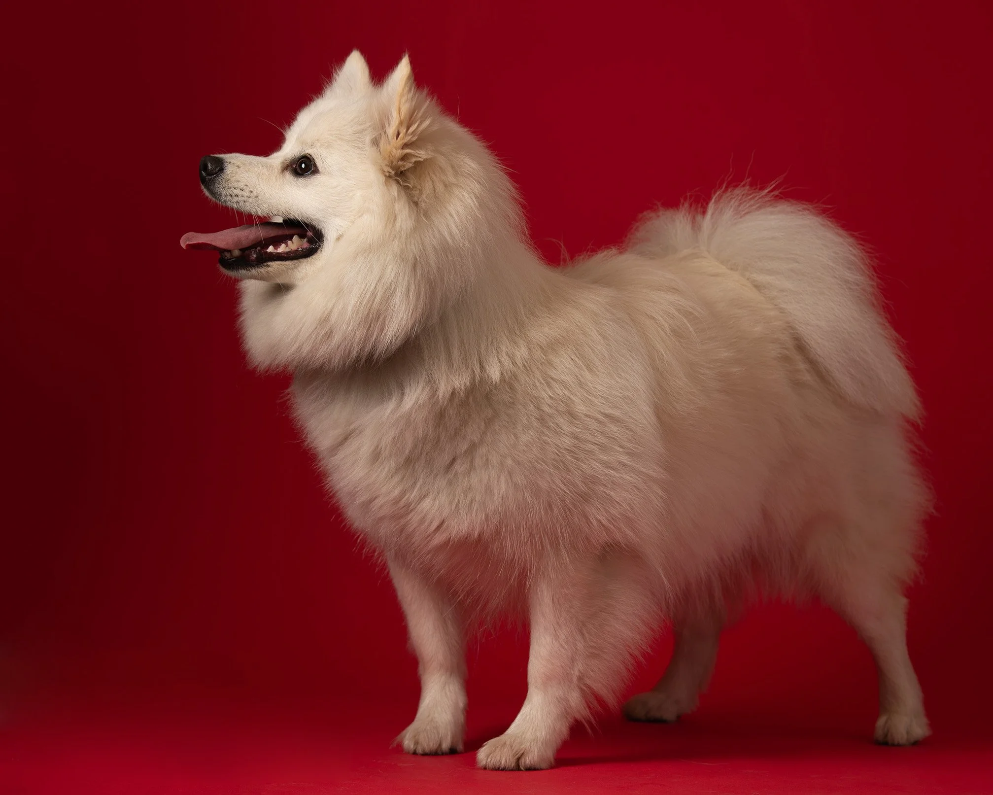 studio photo dog surrey.jpg