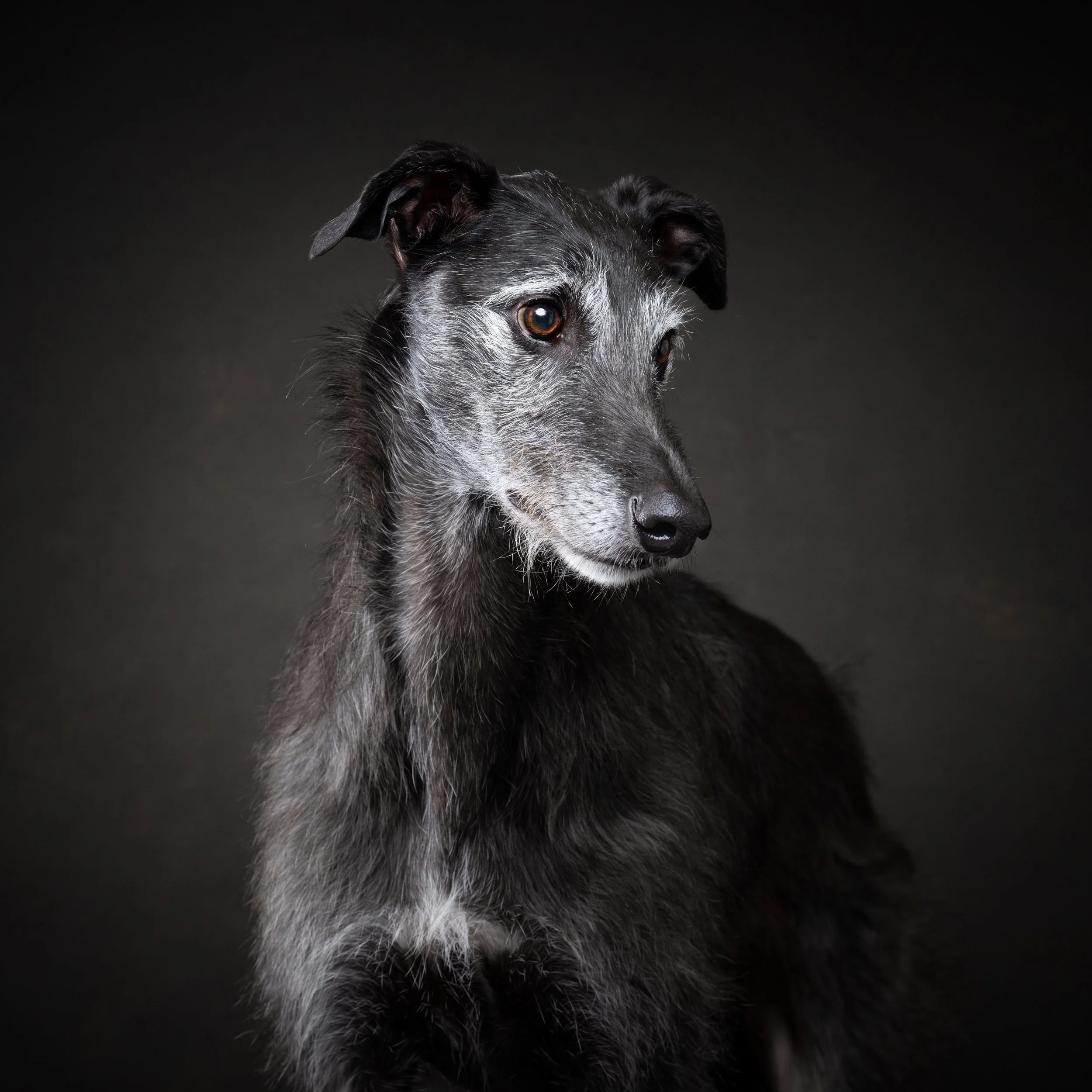 ZZ9_1202- PS-2log- PS- PS.jpg