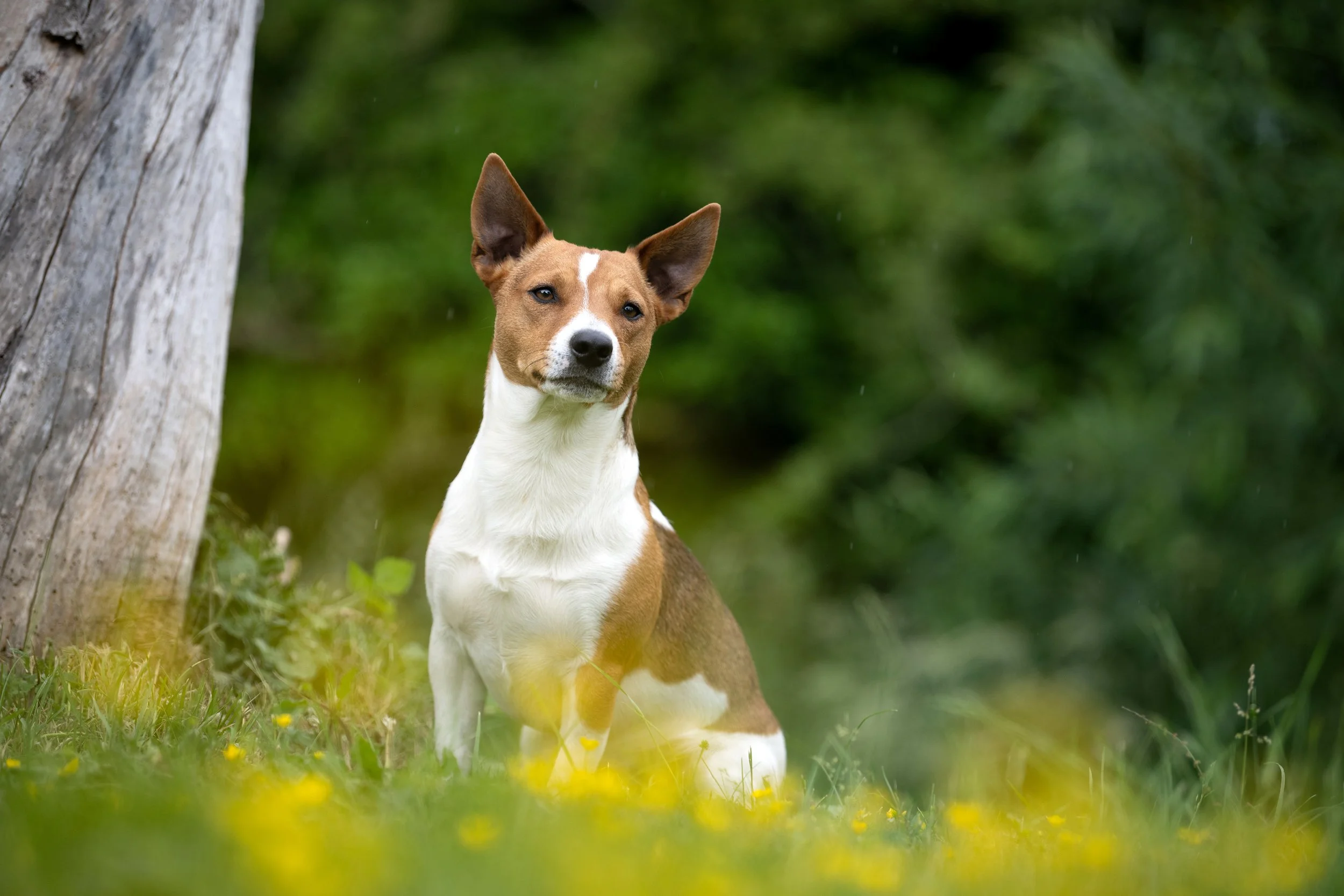outdoor Jack Russell terrier photoshoot Buckinghamshire.jpg