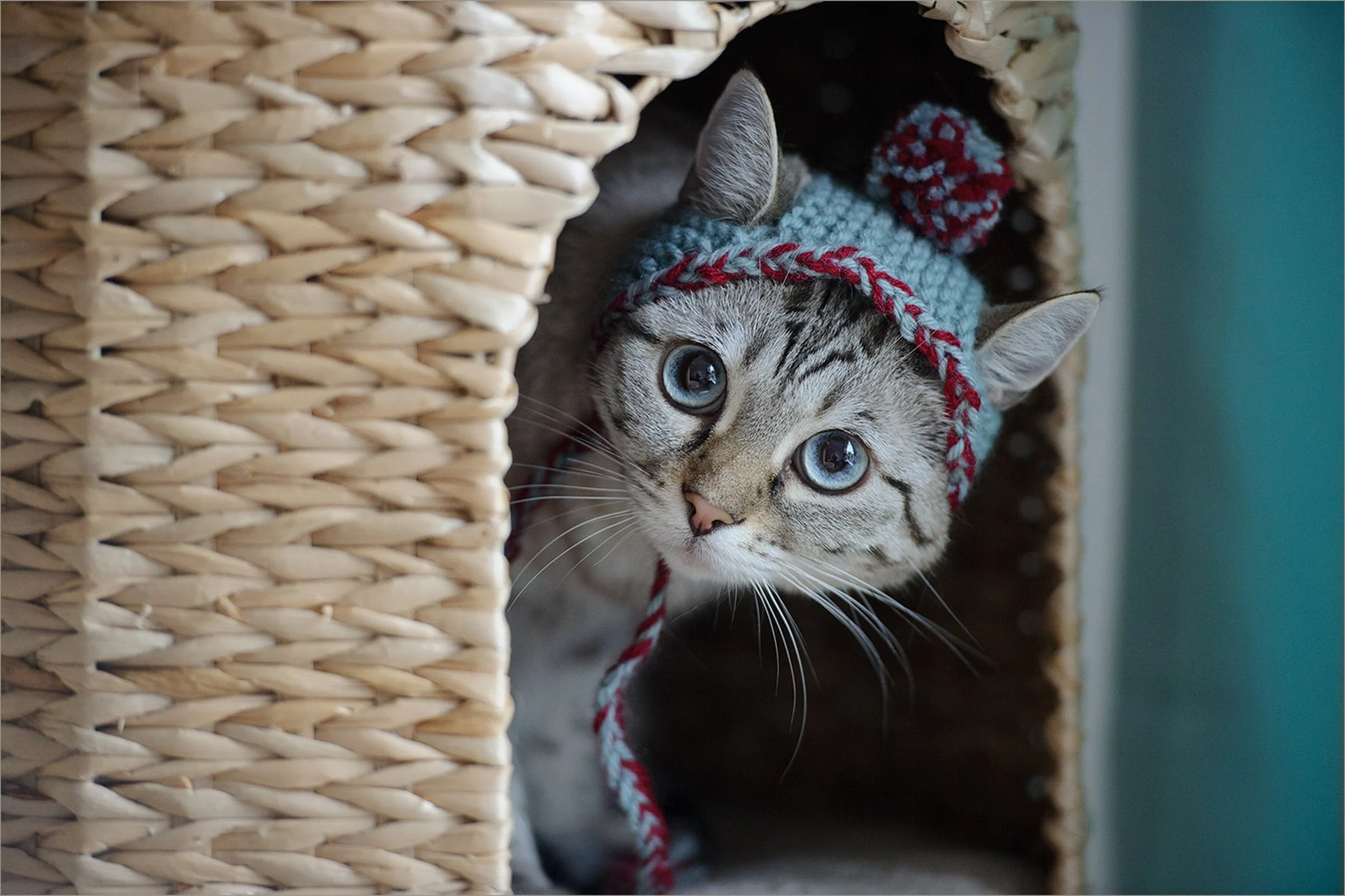 Cats in Hats photo session in north london