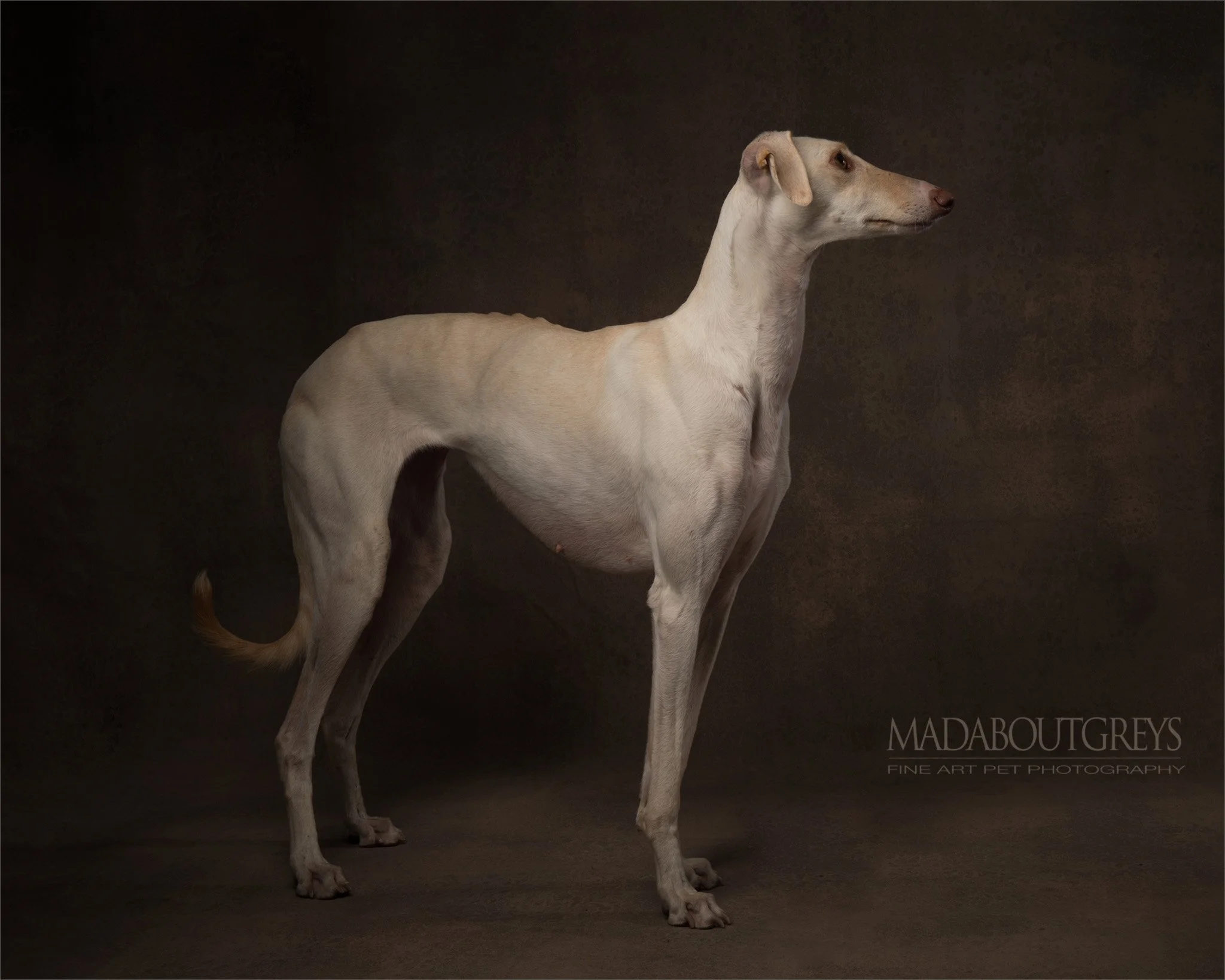 A photoshoot with a legendary sighthound