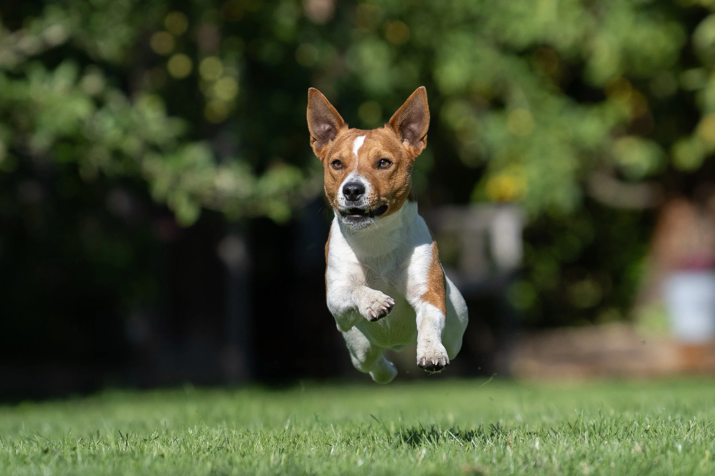 JAck Russell action photoshoot.jpg