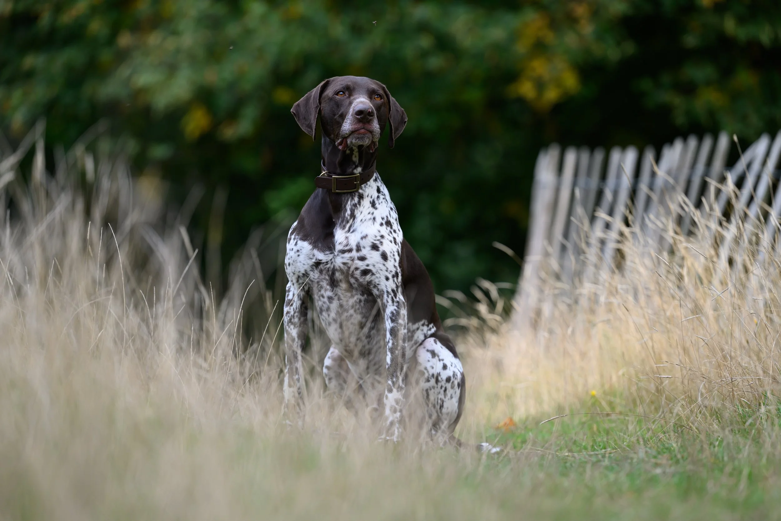 GSerman shorthaired pointer Richmond Park.jpg