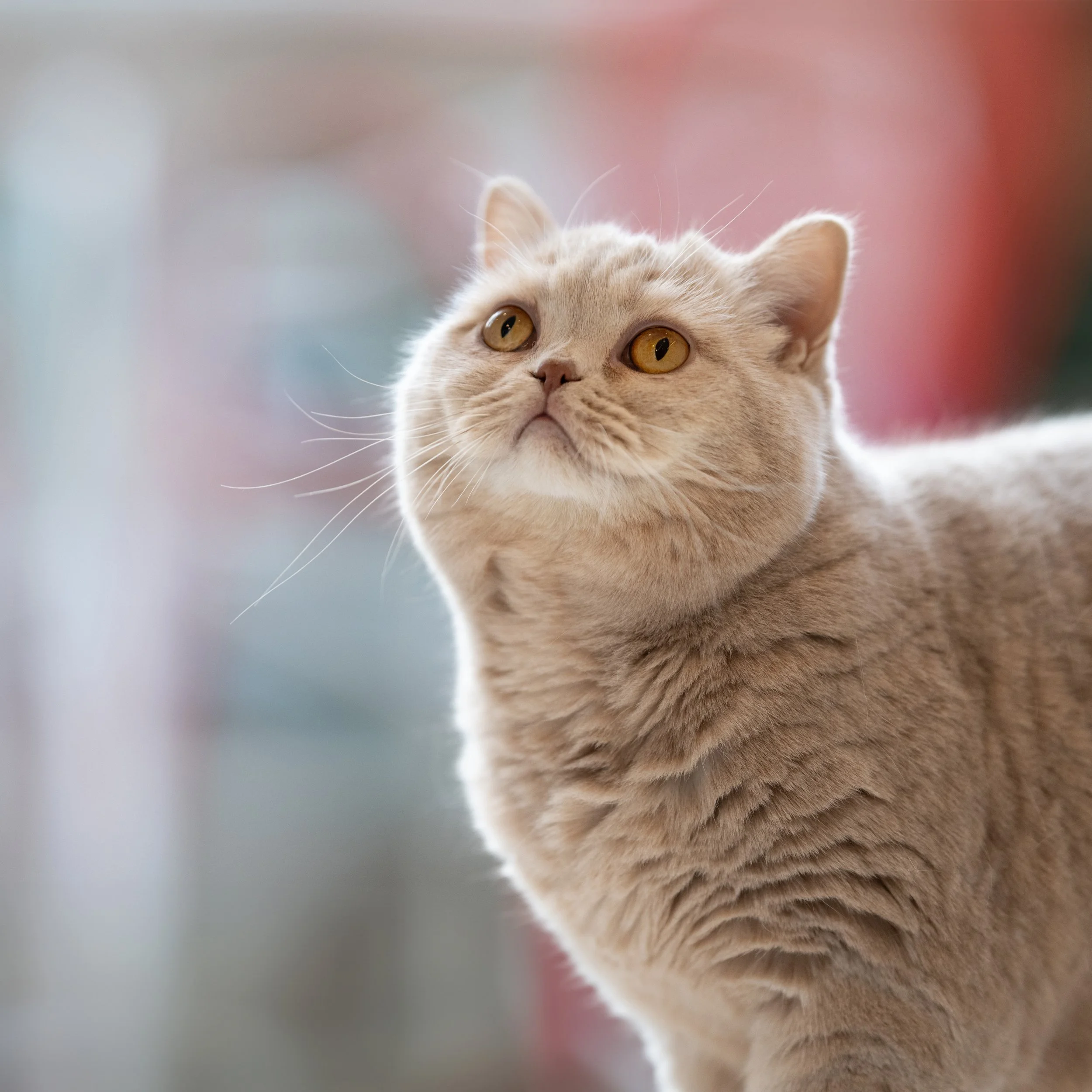 Cat photoshoot in Islington north London.jpg