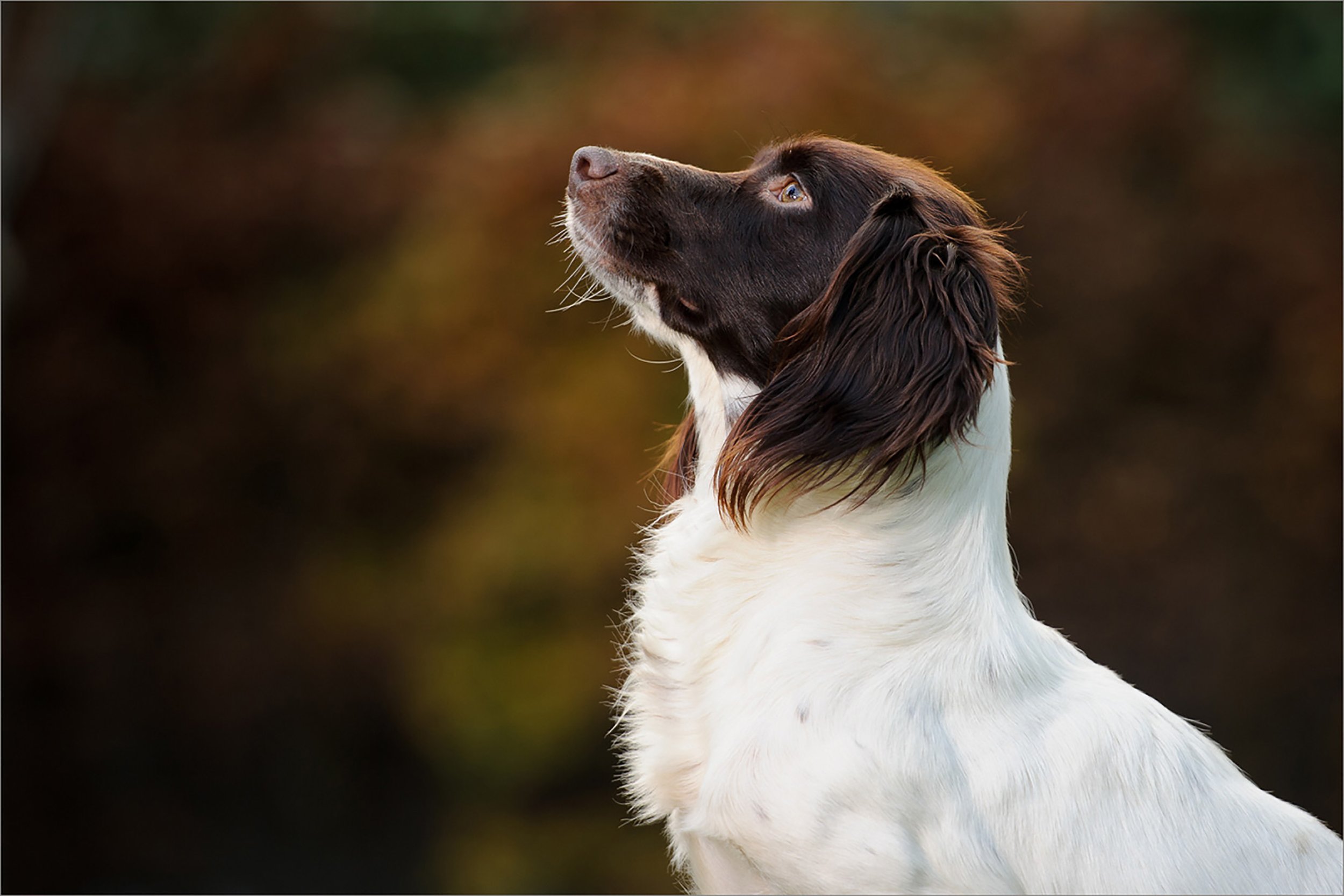 spaniel photoshoot wimbledon london.jpg