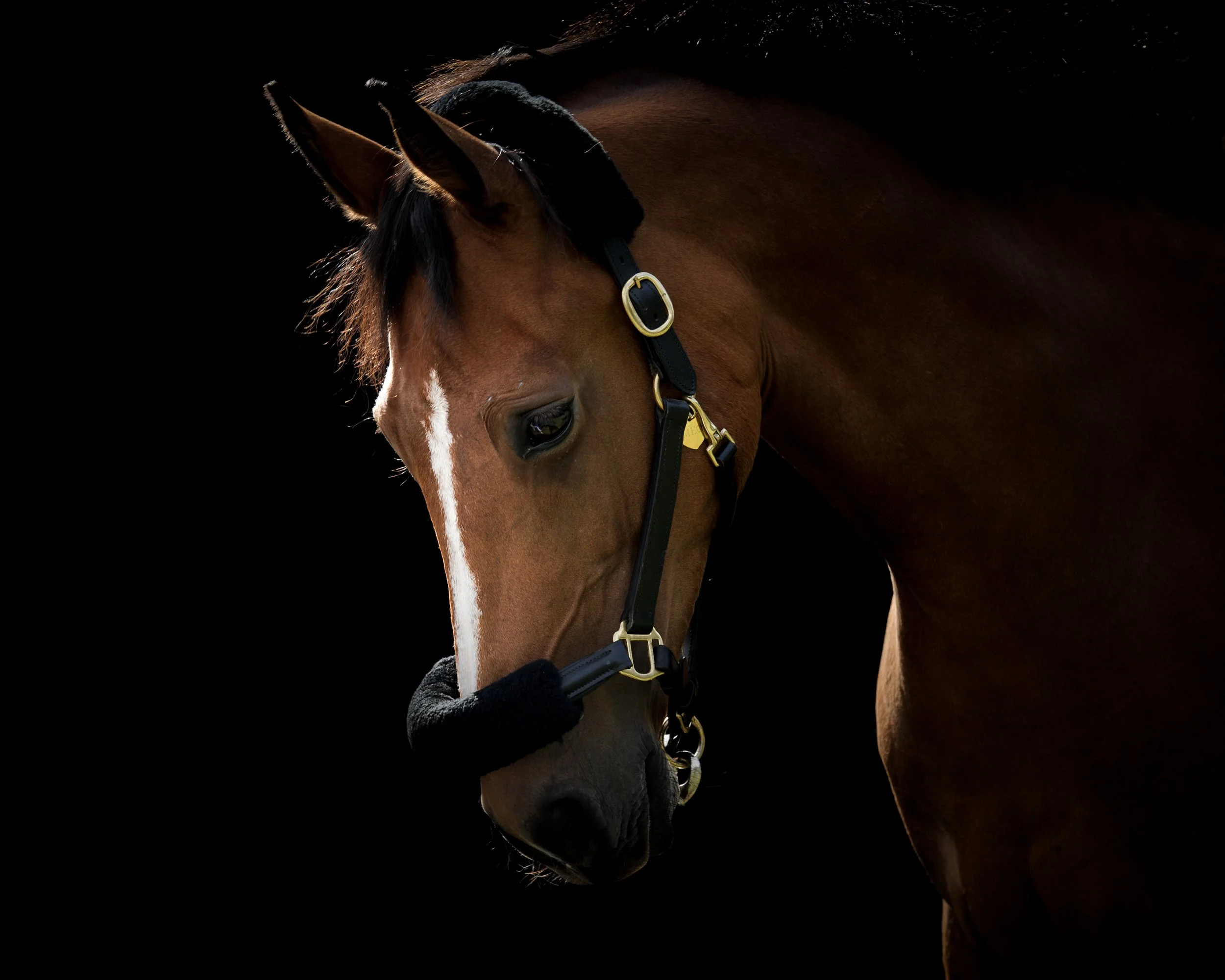 Fine art equine portraiture Richmond