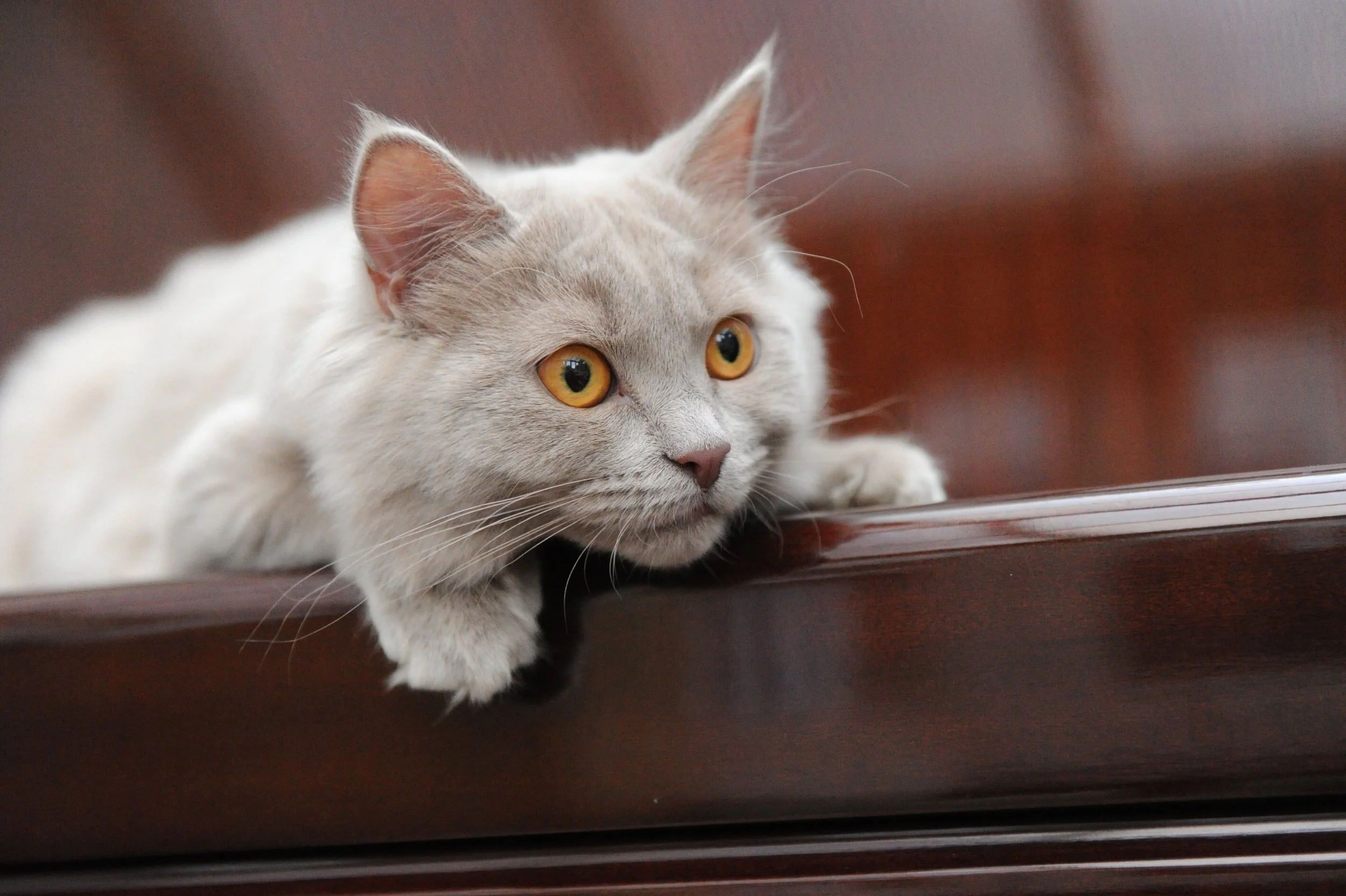 Professional photoshoot for a Persian kitten in Surrey
