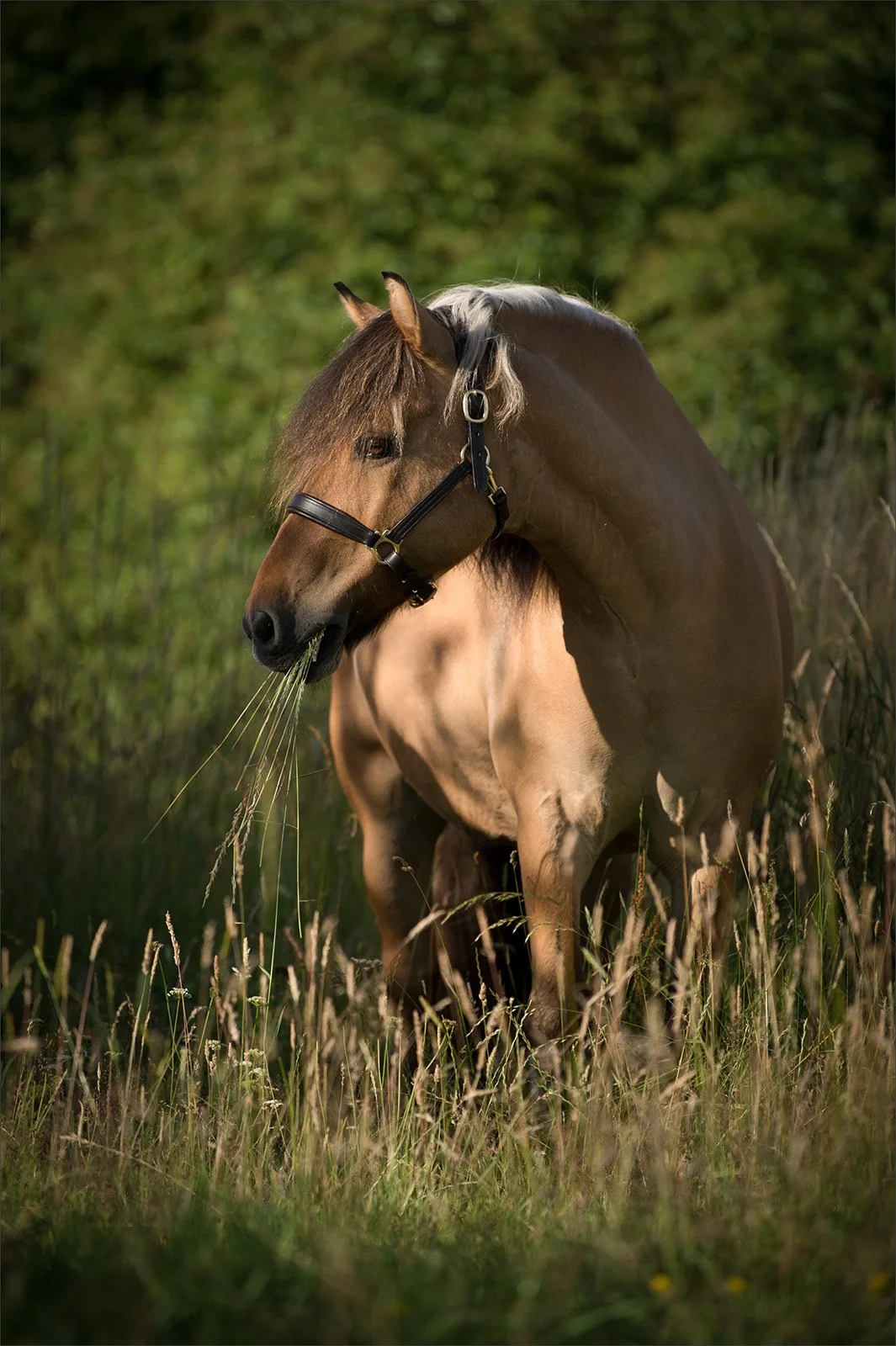 D4S_5561- PS  alt-3.jpg