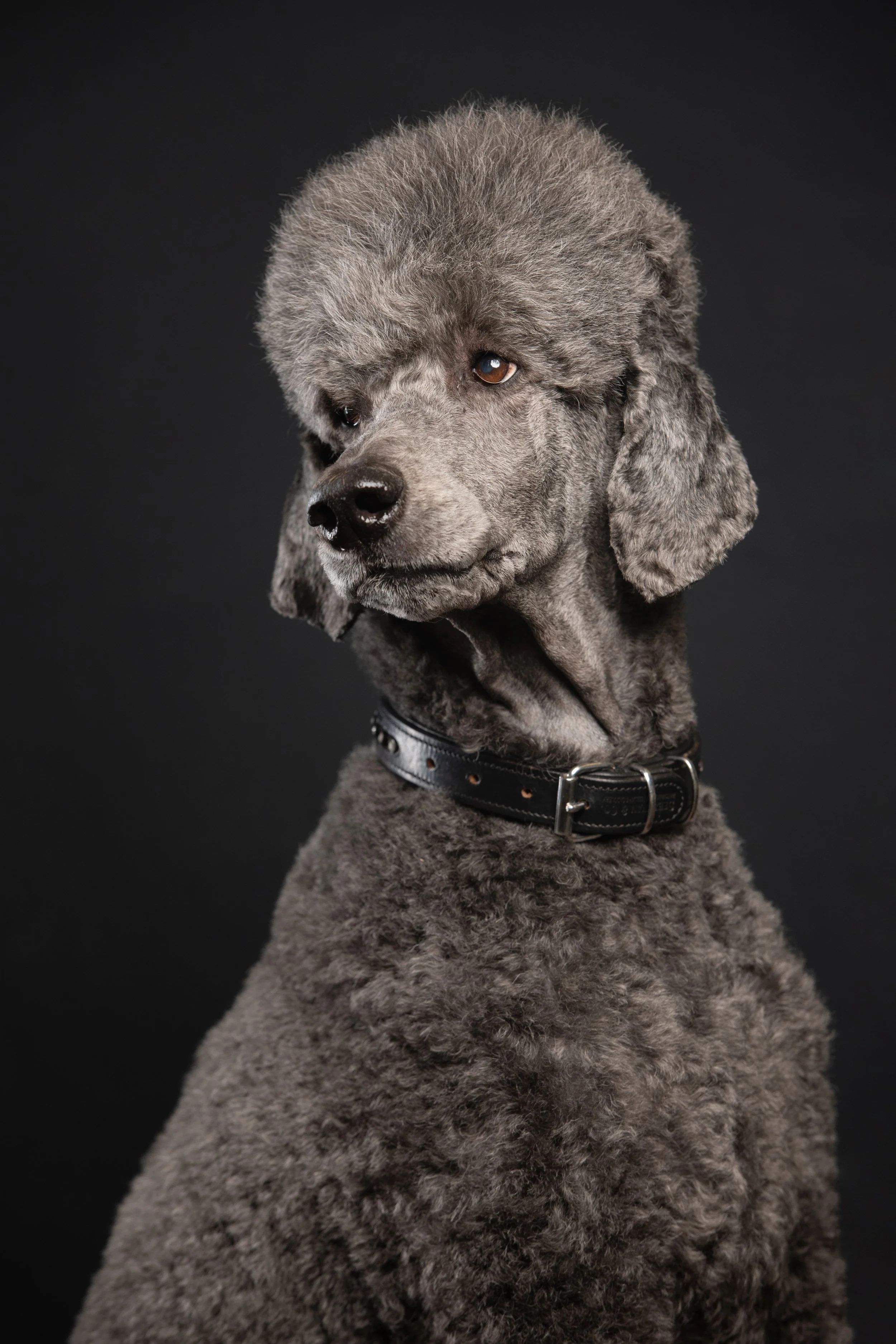 Fine art poodle portrait in Richmond west London