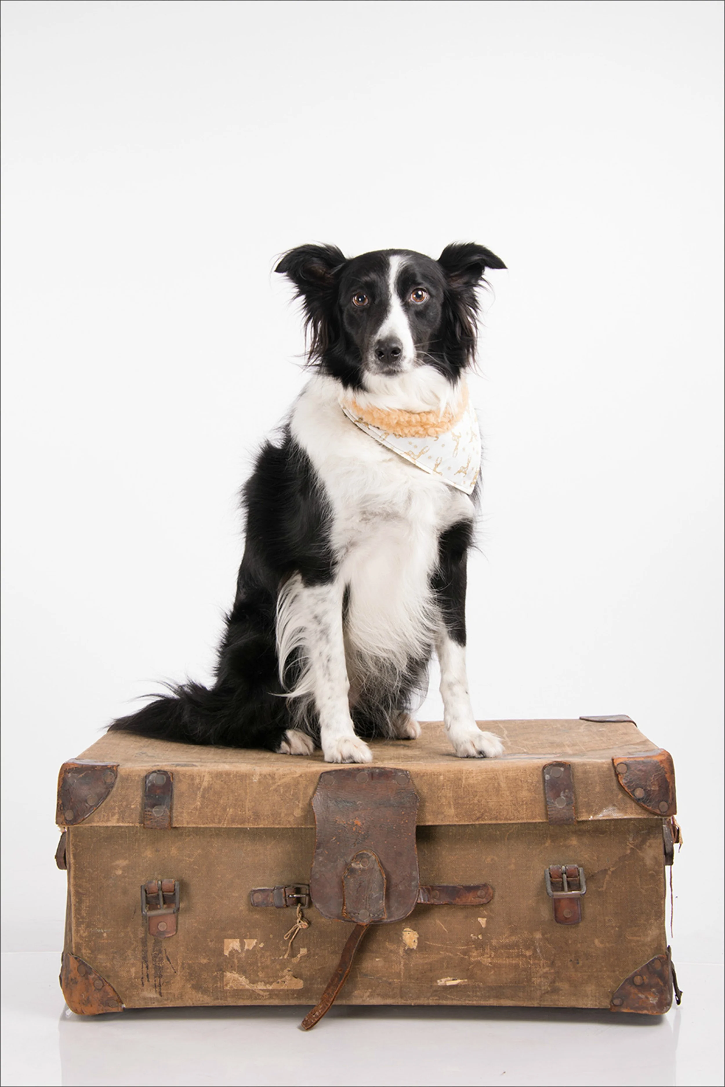 Commercial photoshoot with surrey dog photography studio