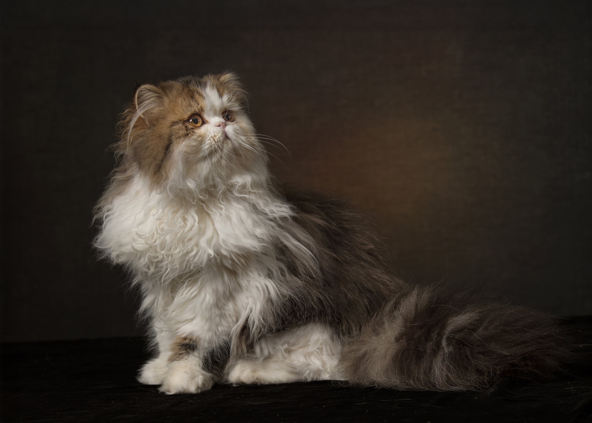 Studio portrait session for cat in Richmond studio