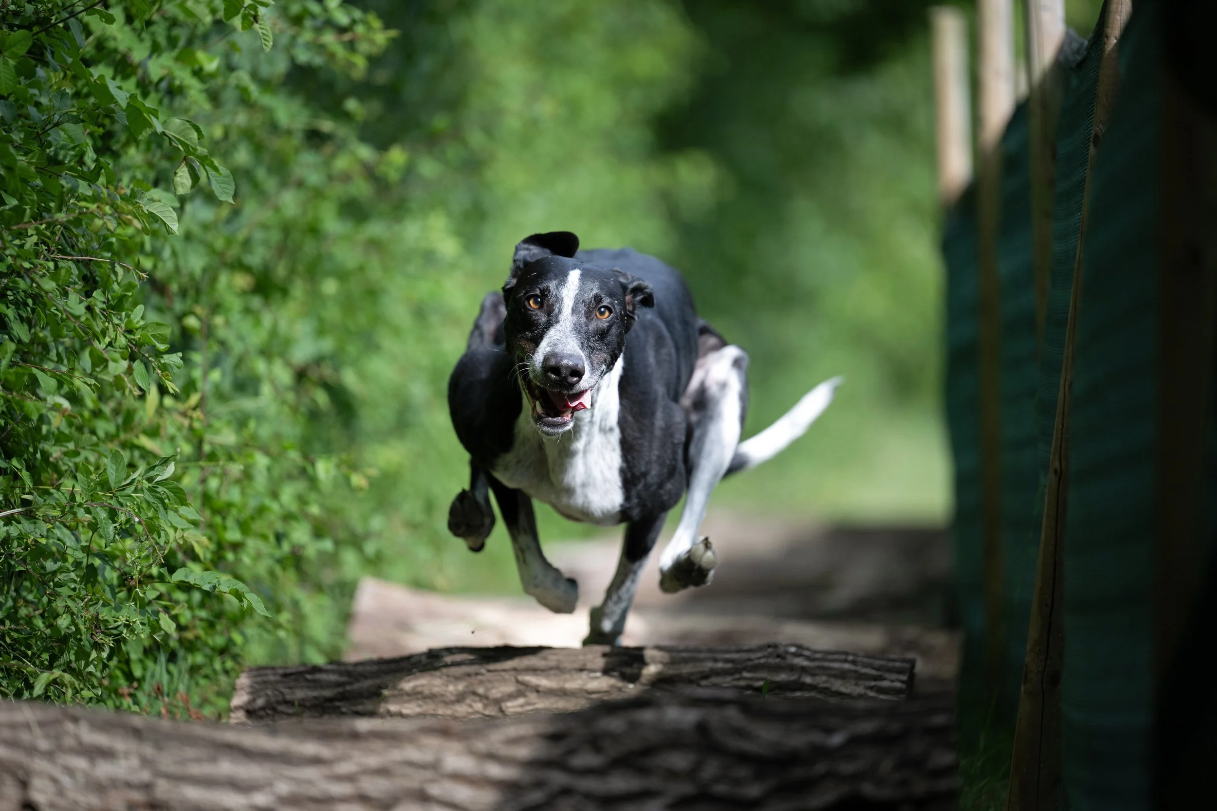 dog photography datchworth playfield.jpg