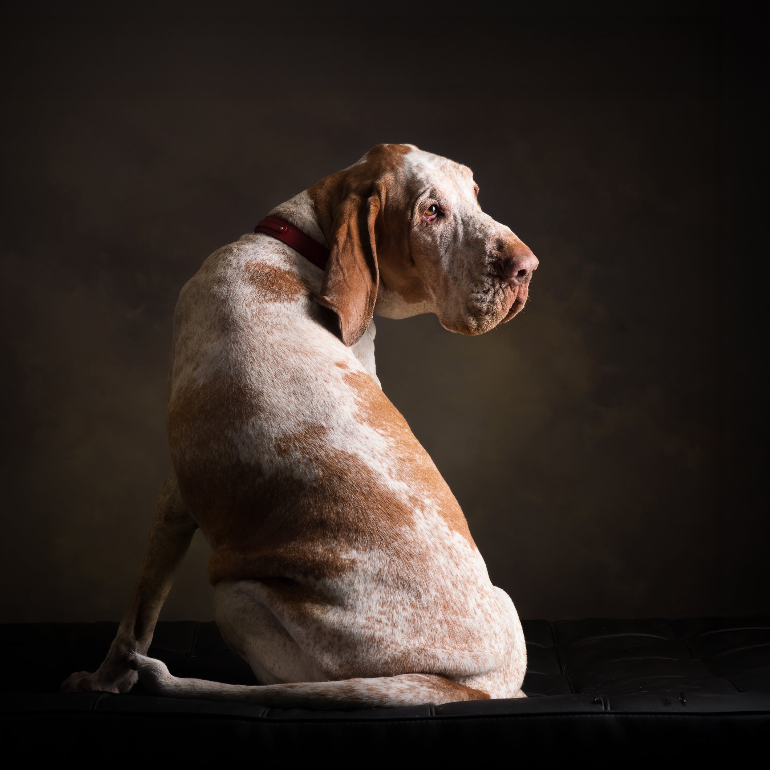 A brown and white speckled dog with floppy ears sitting on a black surface against a dark background, looking to the side.