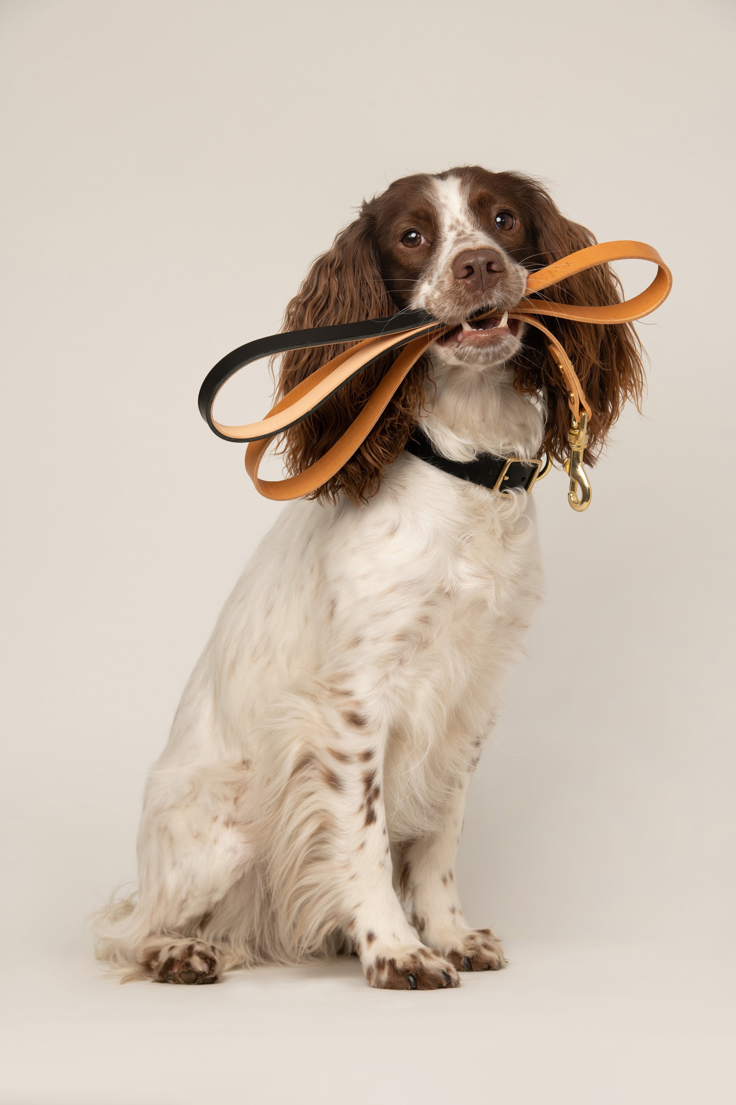 Studio portrait of a cocker spaniel by London dog photographer