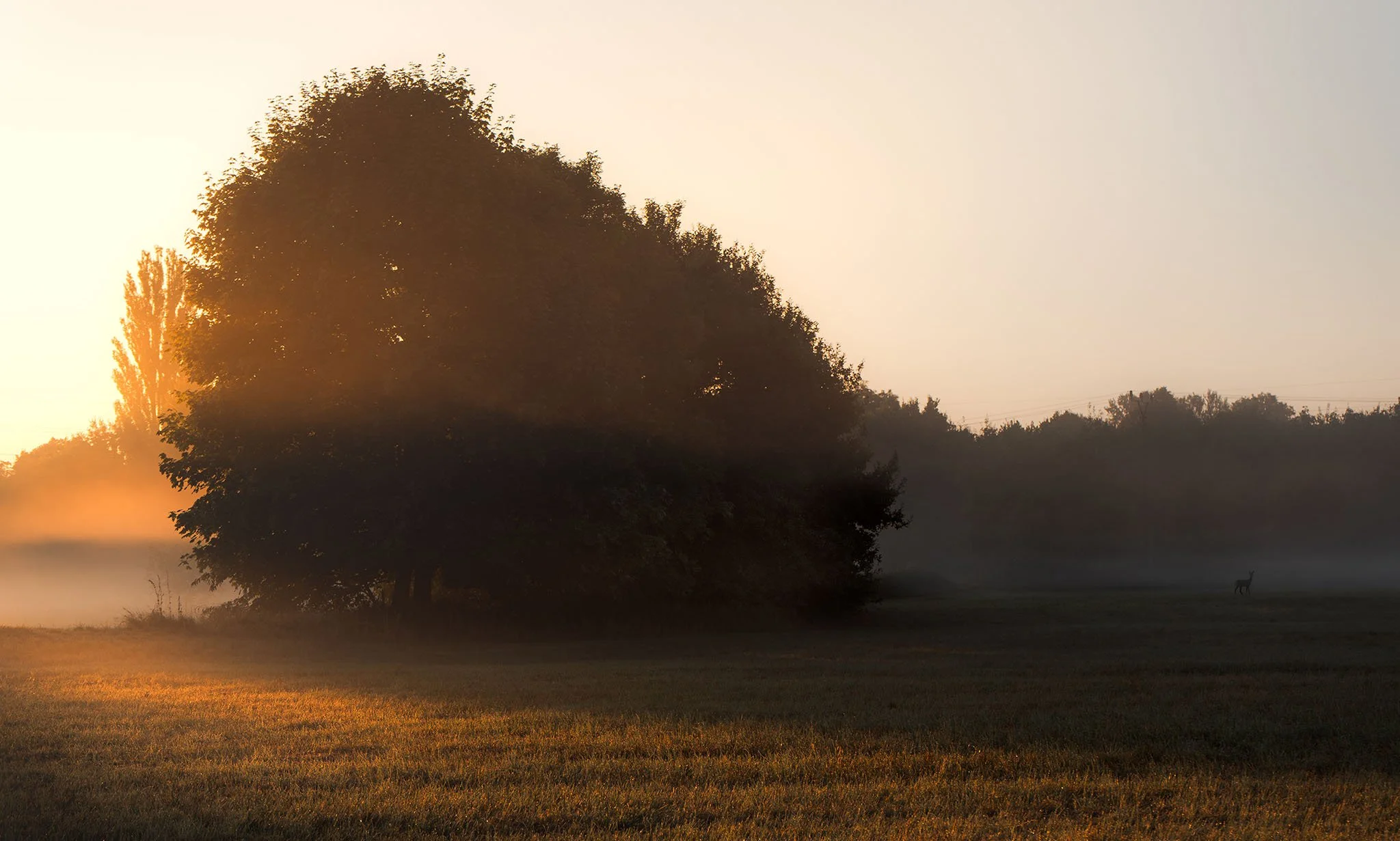 východ_slunce_mlha_srnka.jpg