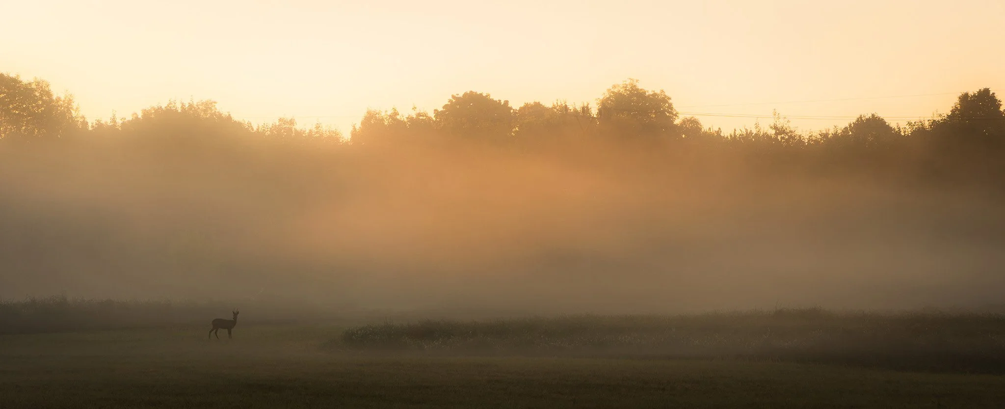 mlha_východ slunce_srnka.jpg