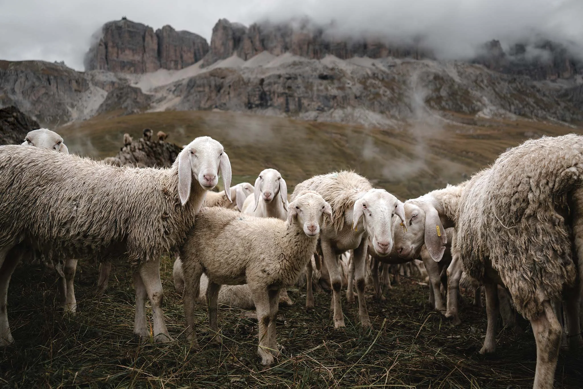 ovce_dolomity.jpg