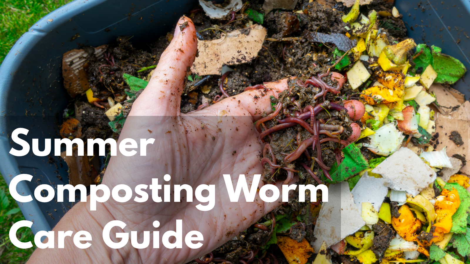 Summer Worm Care in New Zealand: Keep Your Composting Worms Thriving
