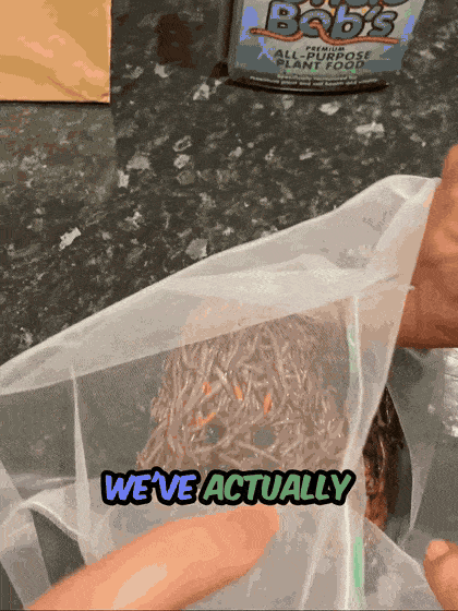 hungryworms-worms-3x4-420x560.gif