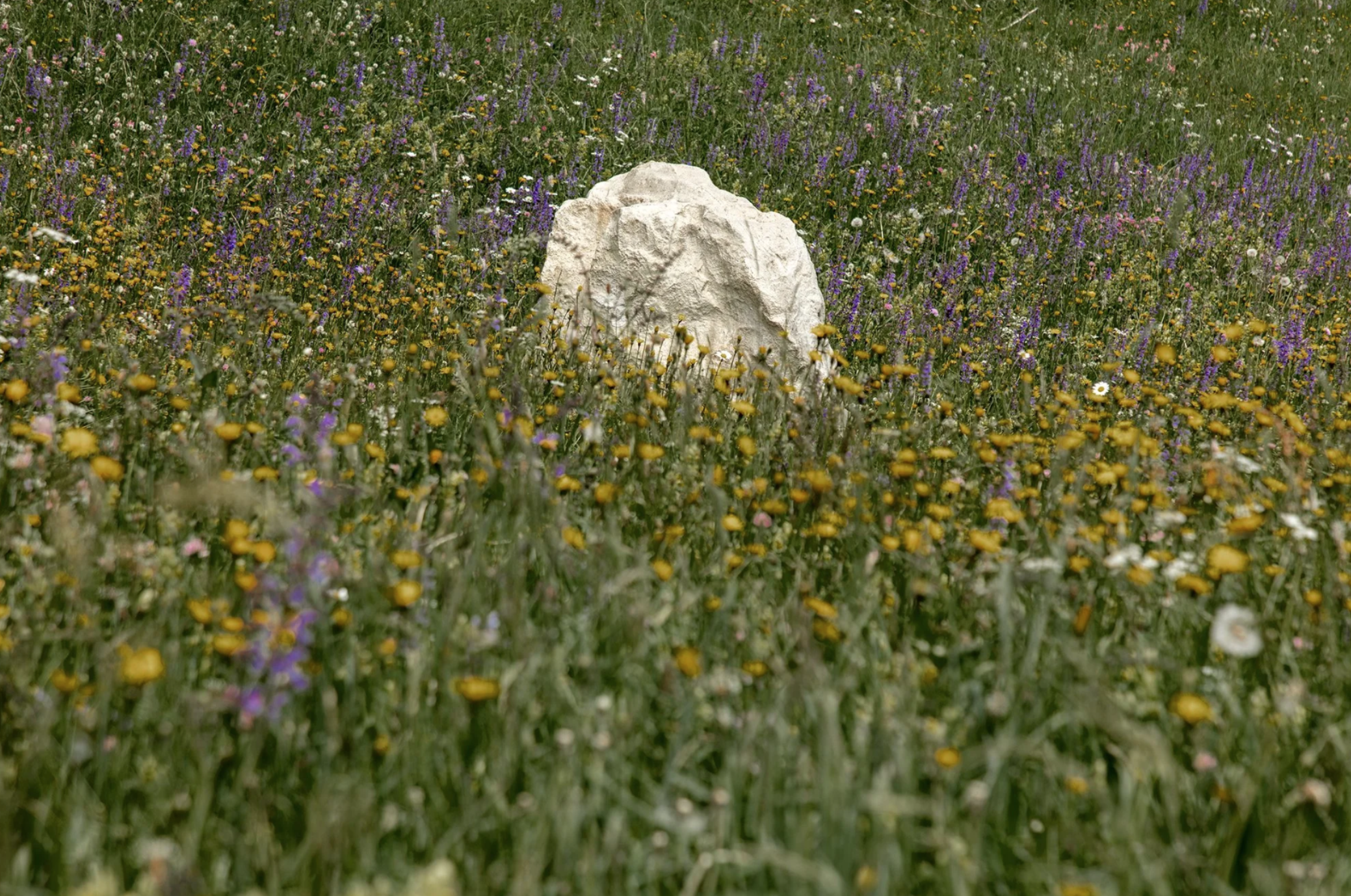 A large white rock in a field of wildflowers, including yellow, purple, white, and pink blooms, under bright daylight.