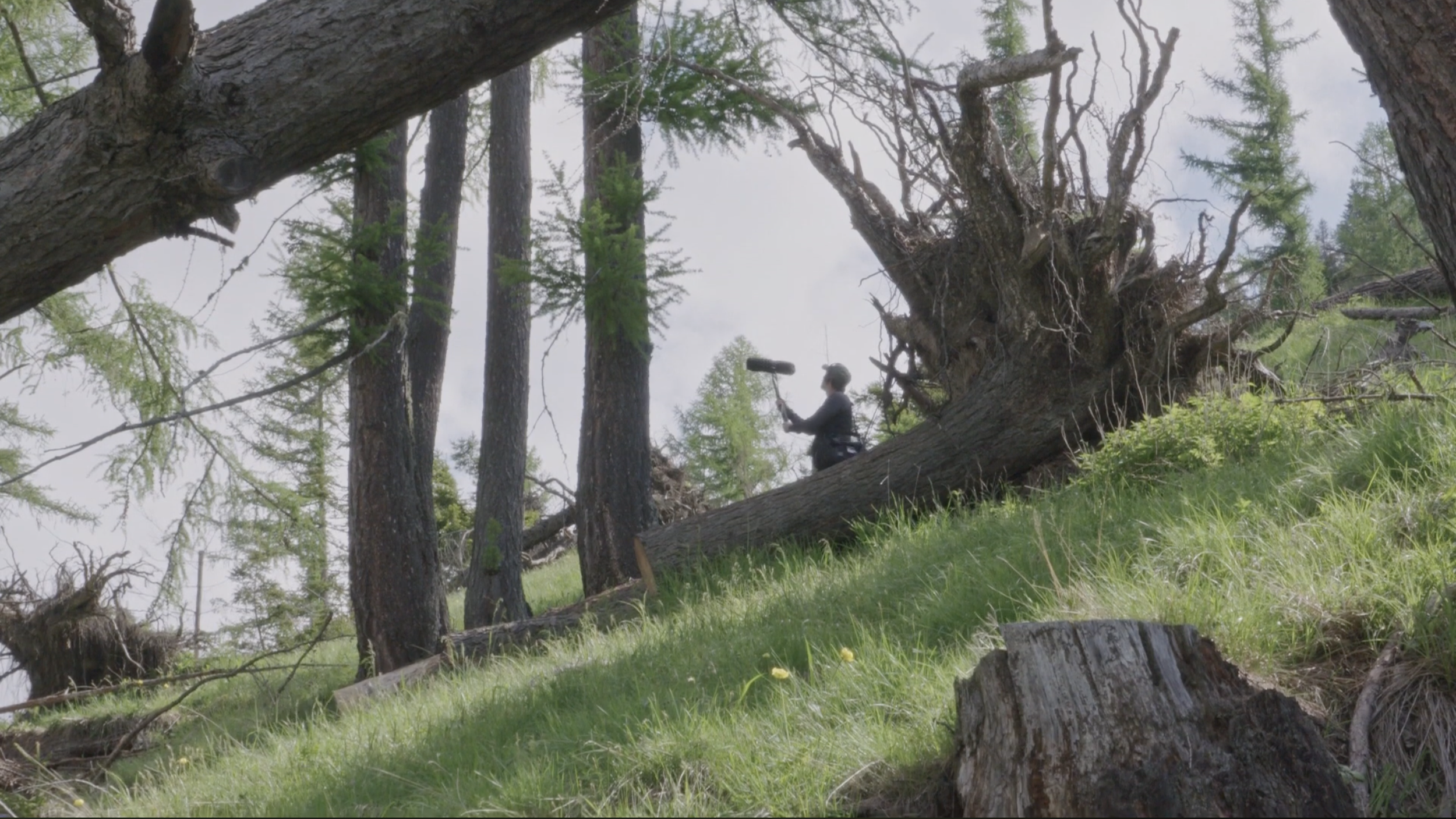 A sound recordist holds a boom microphone on a grassy, forested slope with a large fallen tree trunk in the foreground.