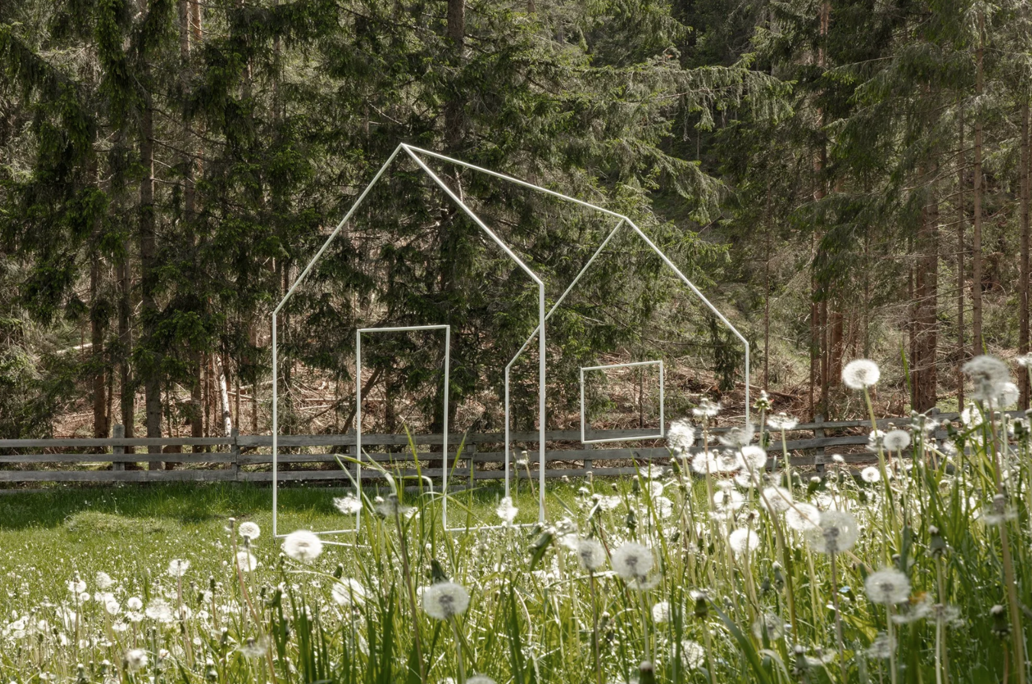 A birch wood forest with a wooden fence in the foreground, and green grass and dandelions.