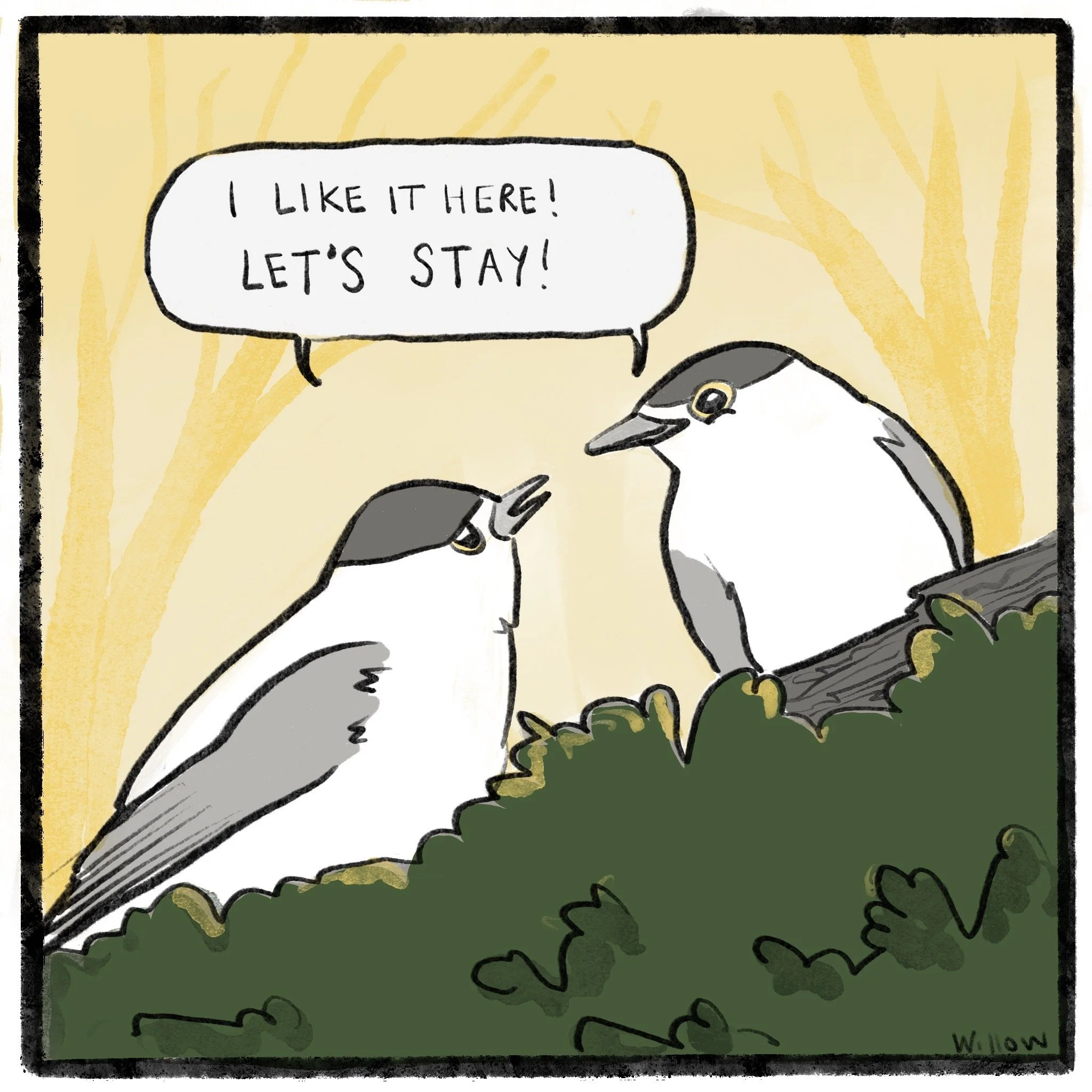 two black cap birds facing one another and both of them say "I like it here, let's stay'. The background is faded silhouettes of a woodland, foreground a mossy branch.