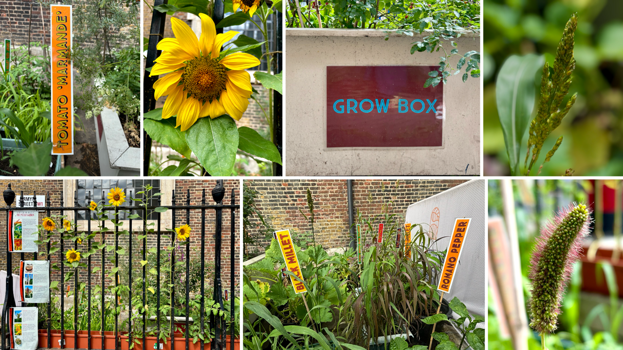Collage of millet in various stages of growth. There is also a sunflower and tomato plants. There is colourful lettering and posters with the plants.