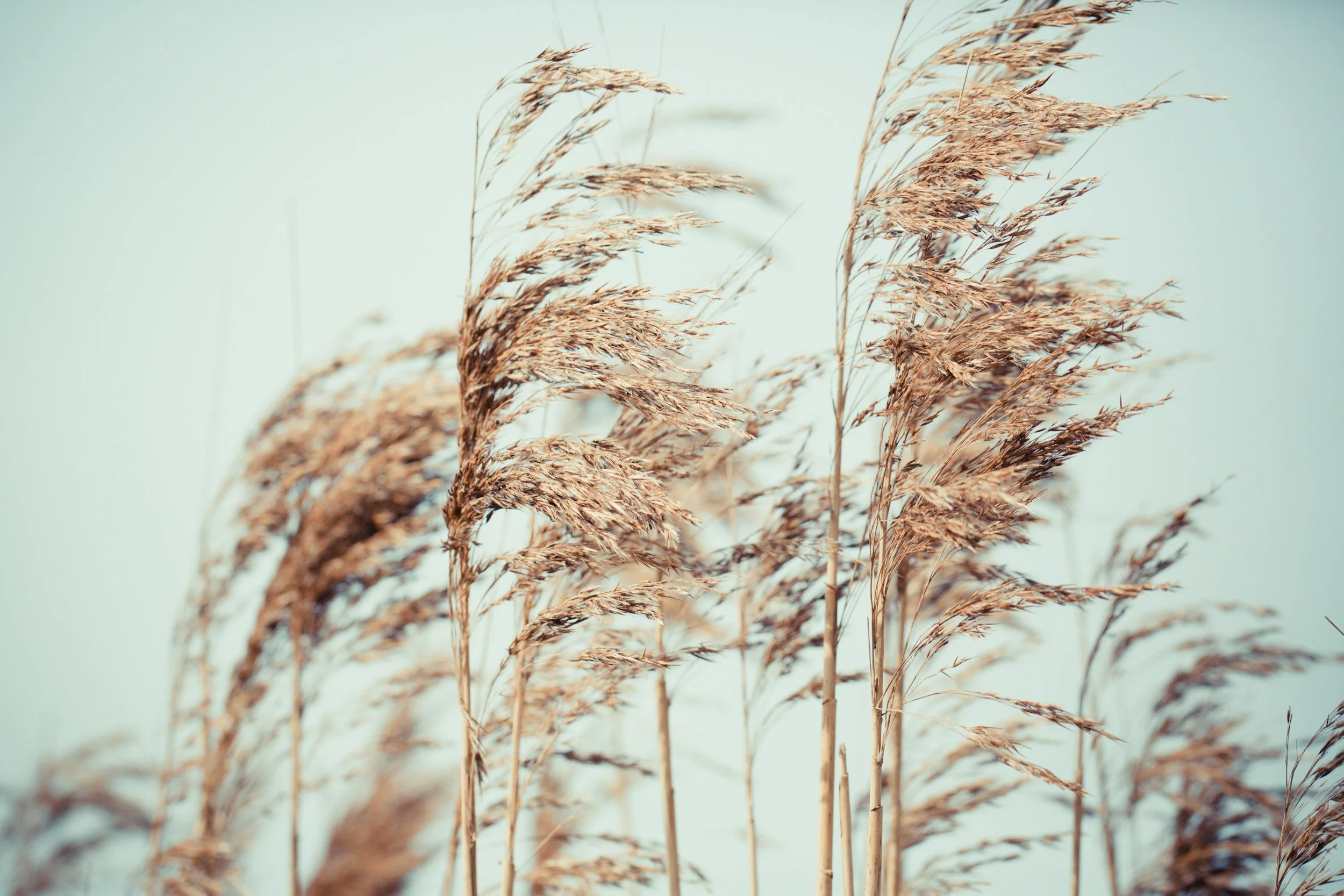 Wind and Breath
