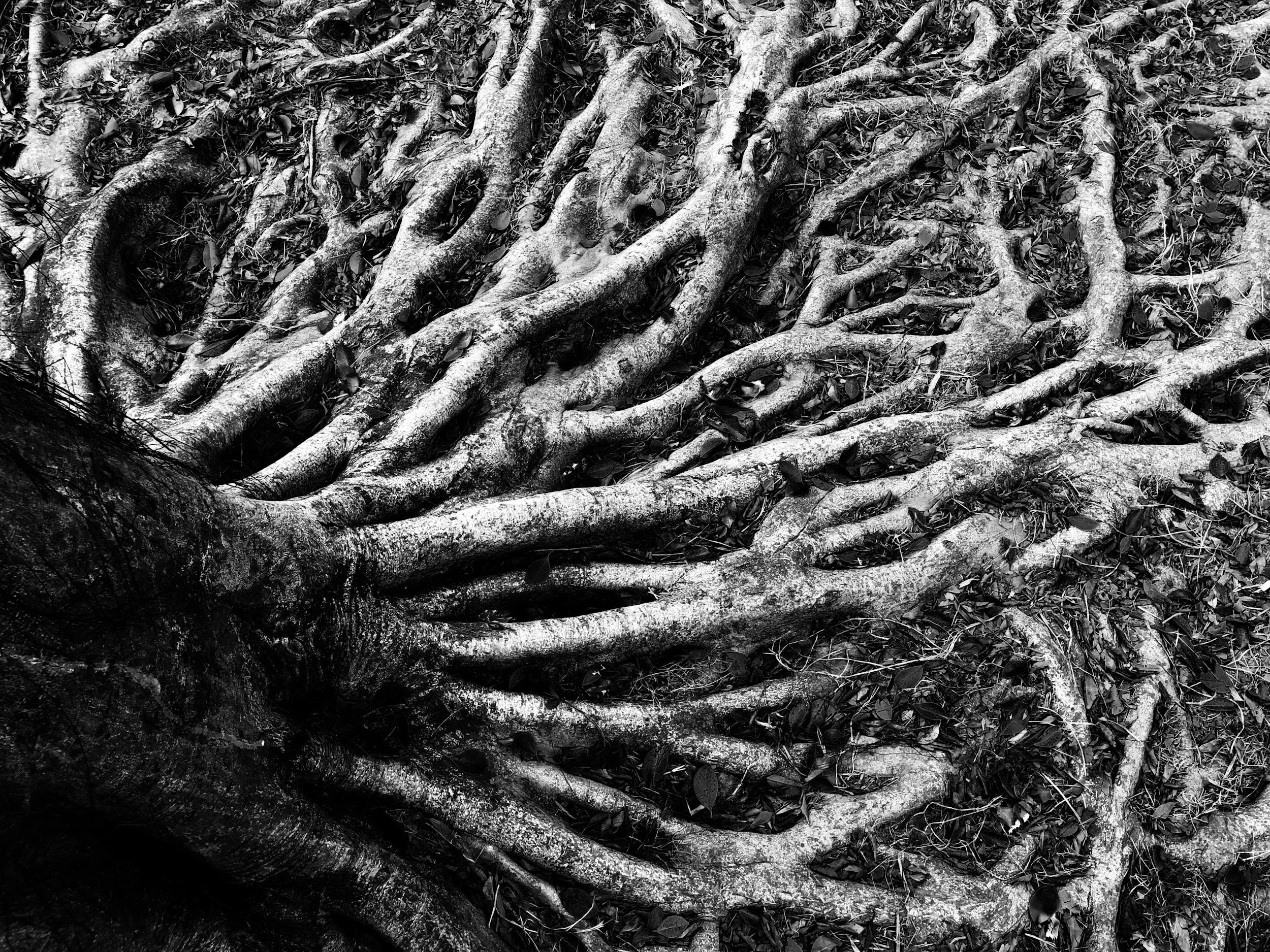 Rooted in God’s Earth
