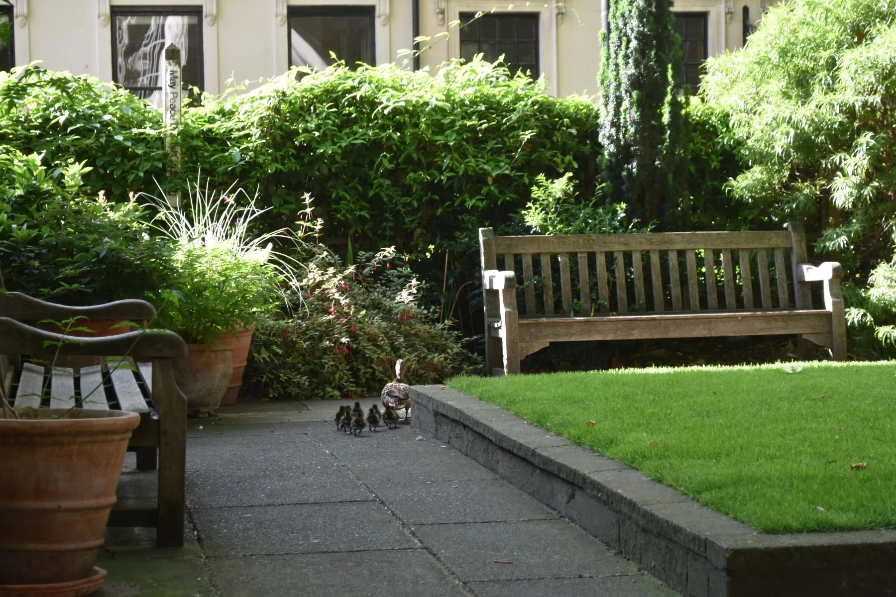 Southwood garden 6, landscape.jpg