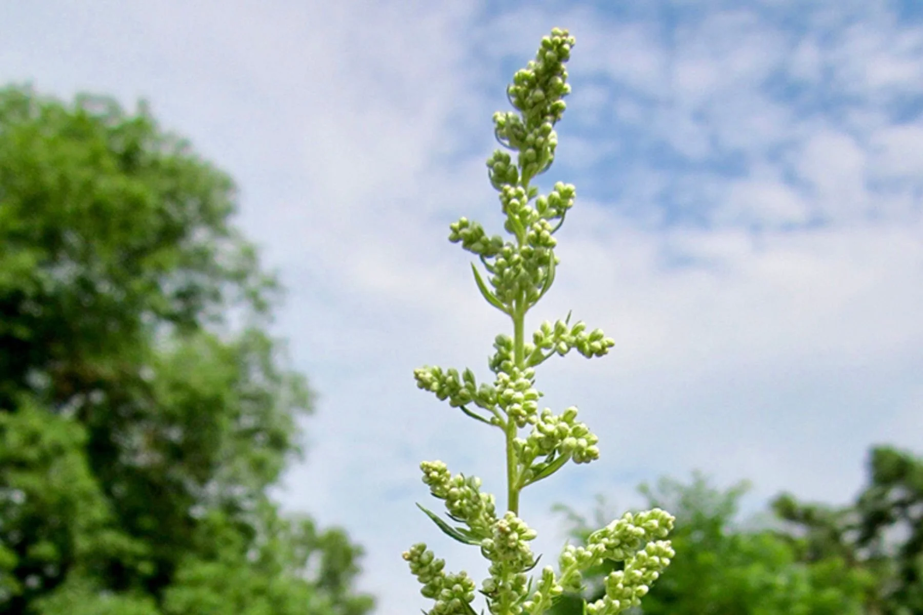 The Return of the Native: A Plant’s view of a City