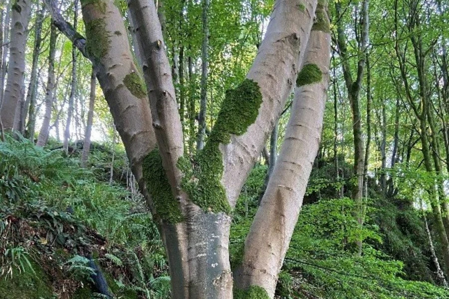 Conversations with Trees