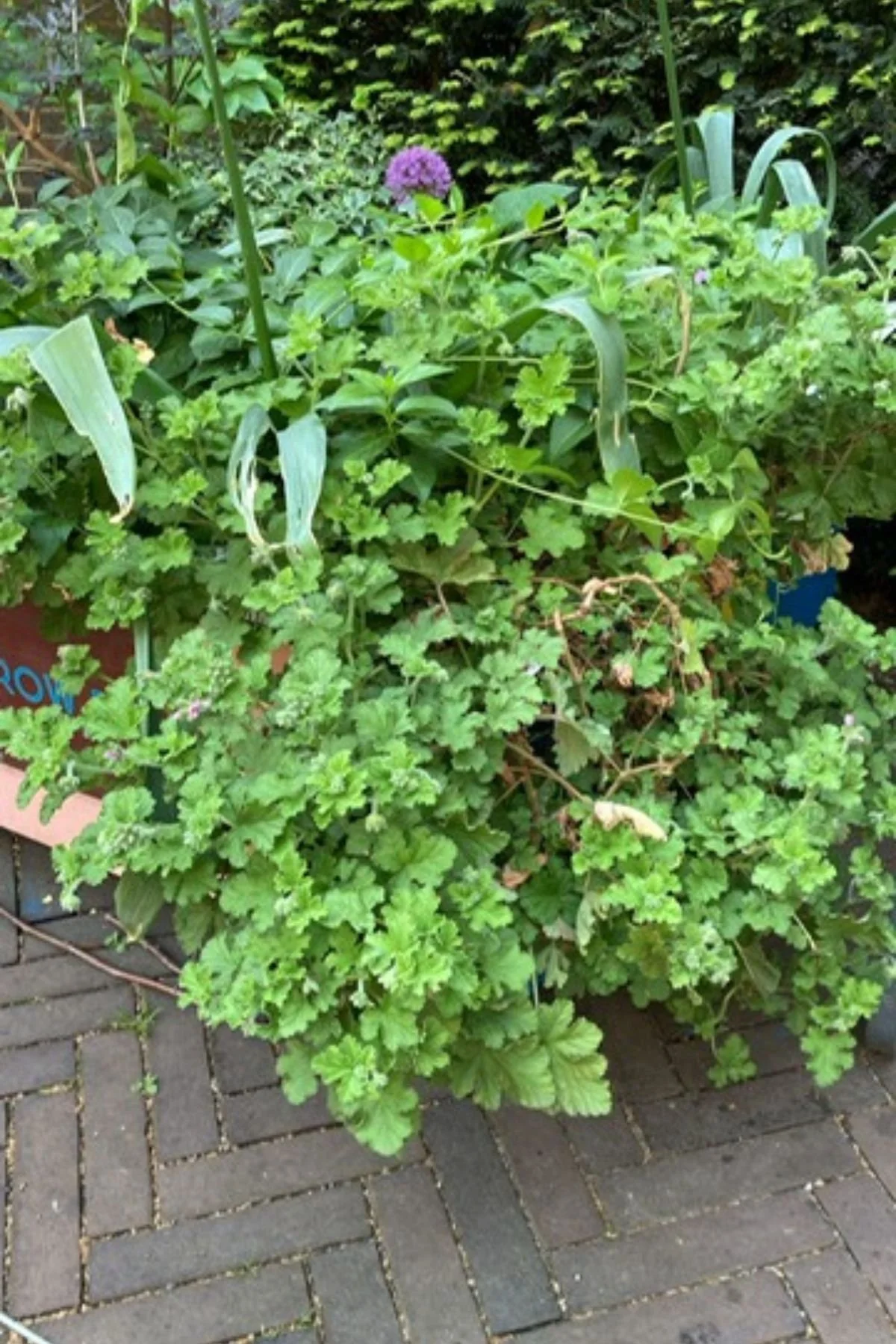 Entering a New Garden