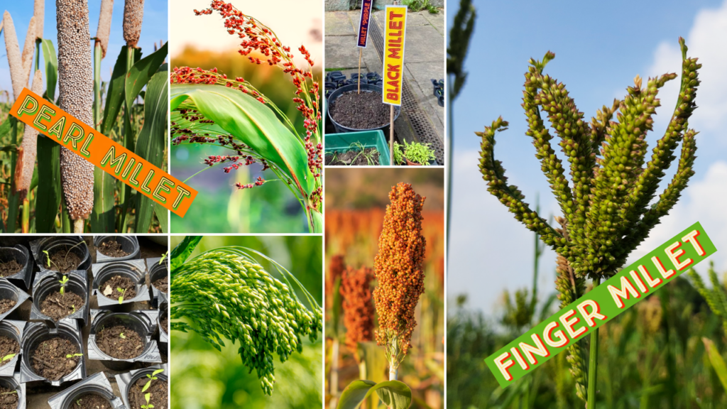 Collage of millet plants, including pearl millet and finger millet, showing plant structures, seeds, and growth stages.
