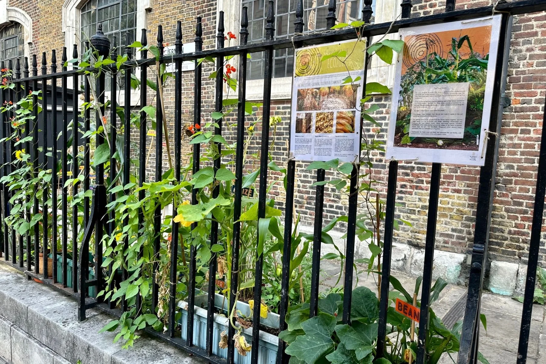 Squash plants with orange flowers grow up the black railings outside St James Piccadilly. There are 2 colourful information posters about the Food For The Ecozoic project.