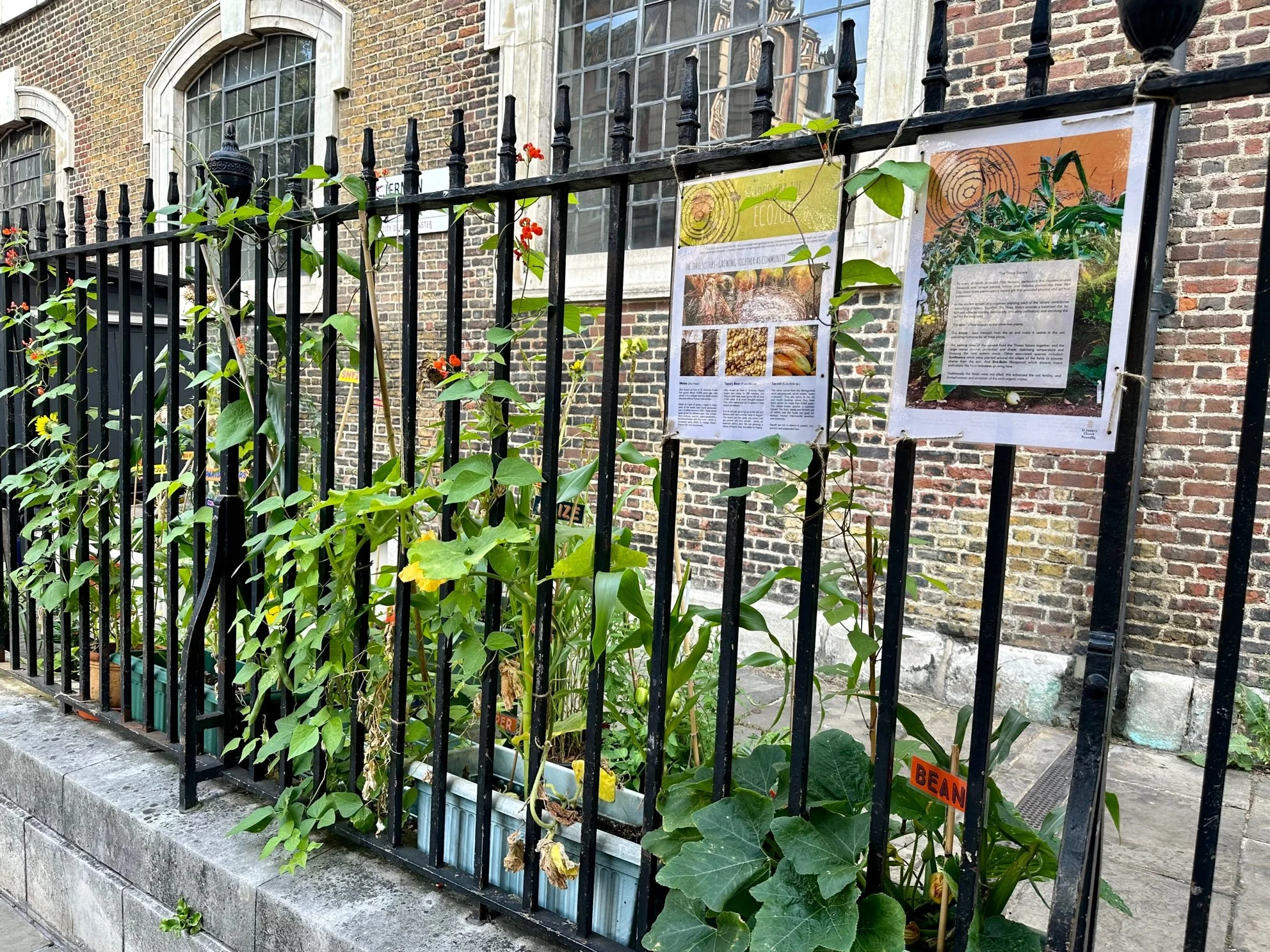 Squash plants with orange flowers grow up the black railings outside St James Piccadilly. There are 2 colourful information posters about the Food For The Ecozoic project.