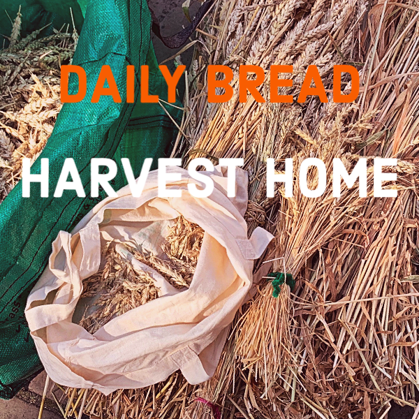 A bundle of gathered wheat and a cloth bag lying on the ground with some green fabric, with text overlay reading "DAILY BREAD HARVEST HOME."