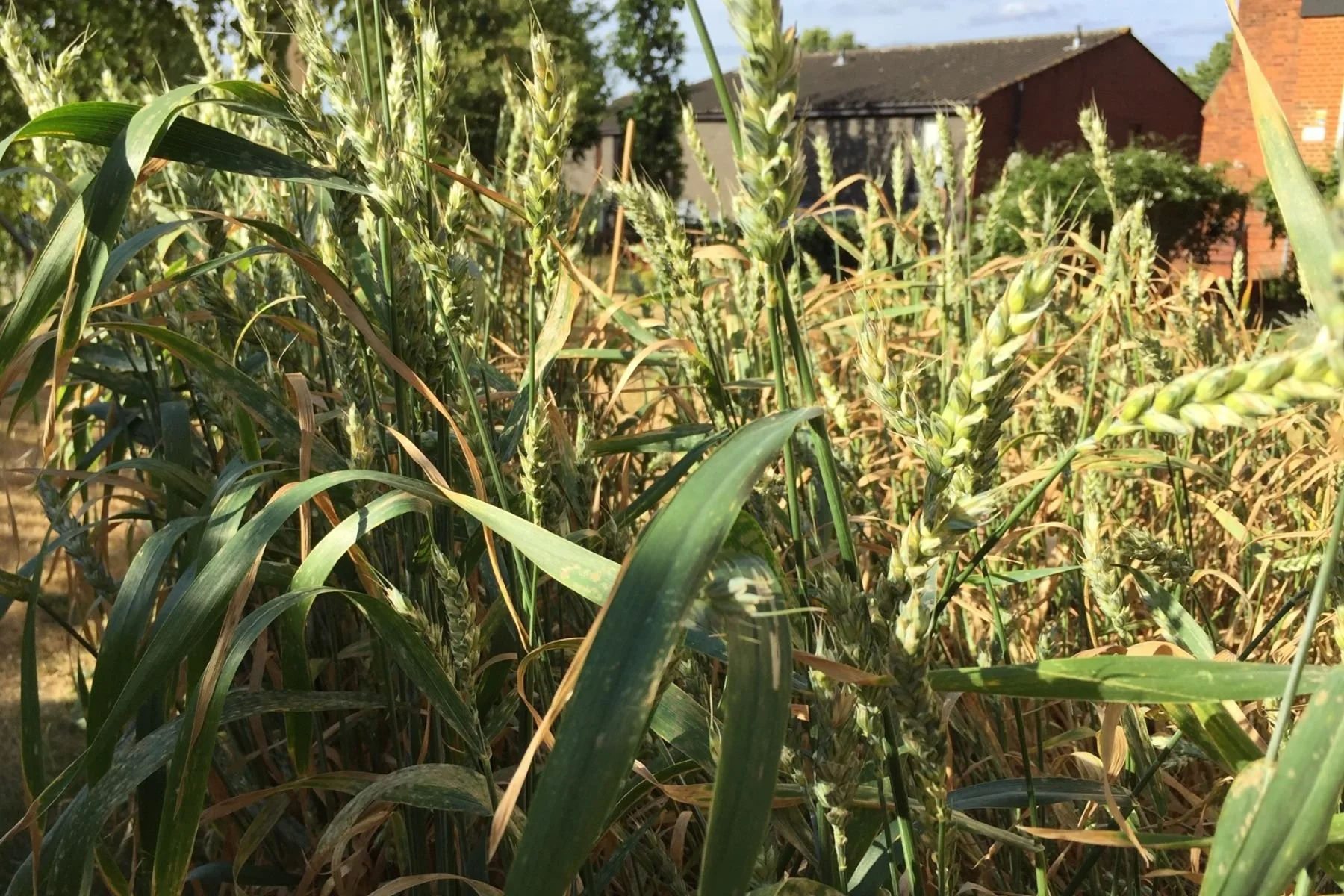 Close-up of a wheat field with green wheat stalks and ears of wheat, with houses and trees in the background.
