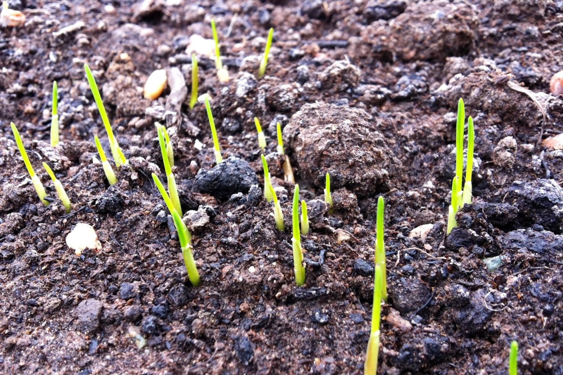 Close-up of green seedling sprouts emerging from dark soil.