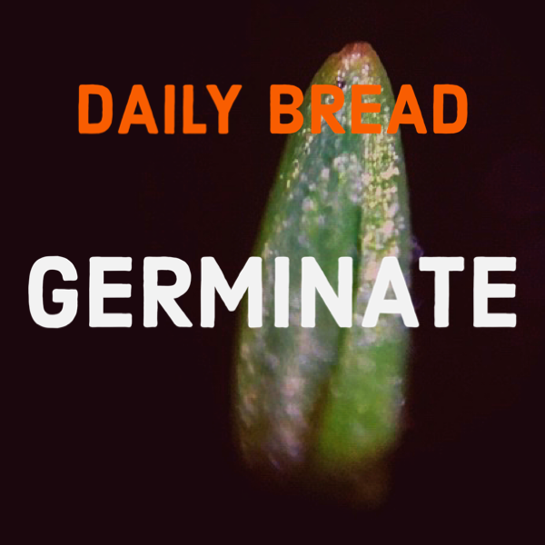 Close-up of a sprouting seed with the text 'Daily Bread Germinate' over it.