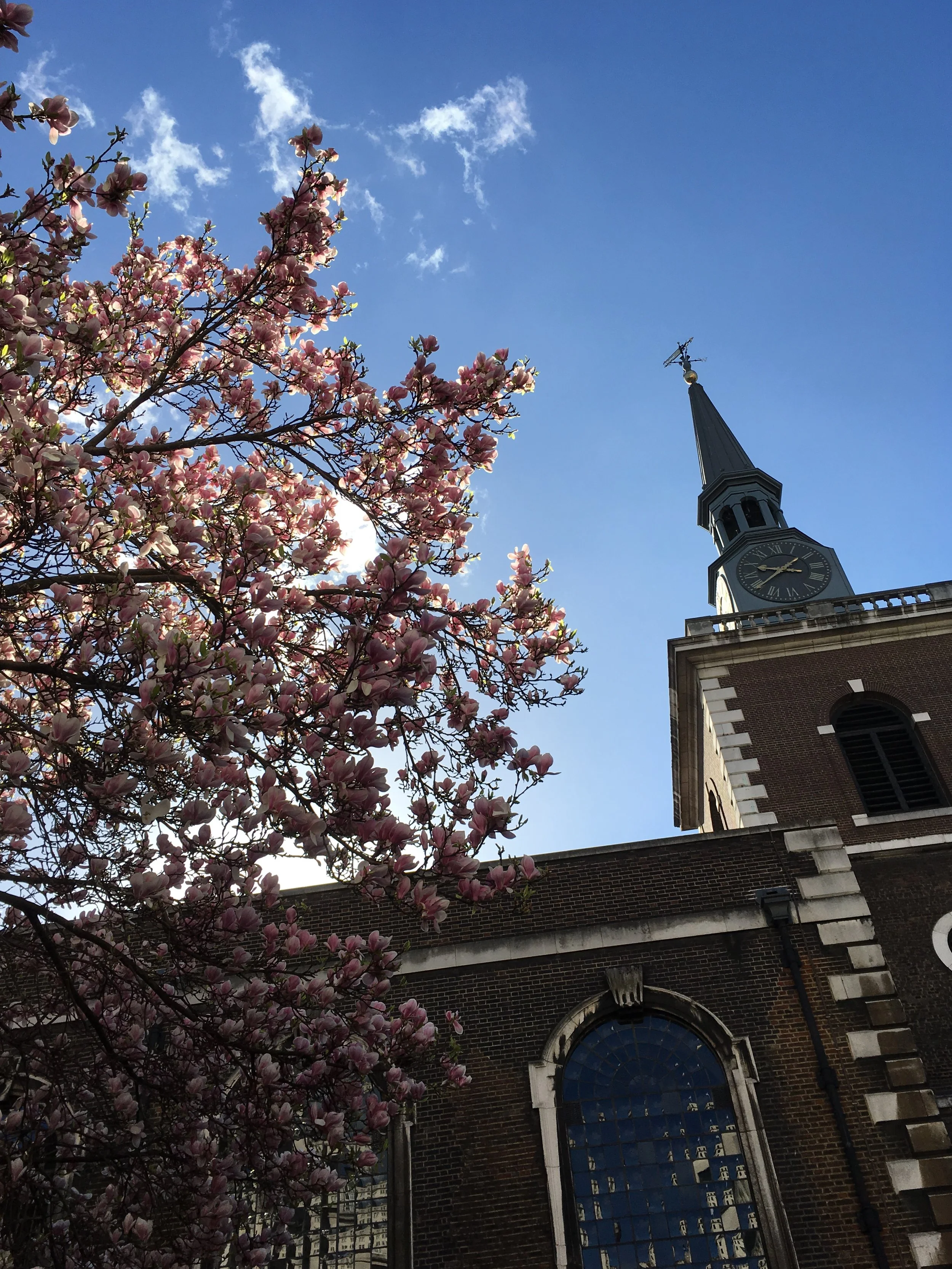 The spire of St James's Church Piccadilly stands out against a blue sky. A pink magnolia tree in full bloom is visible in the foreground.