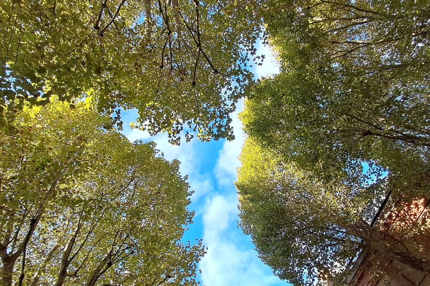 The canopy of green leaves of plane trees, looking through to the blue sky and clouds beyond in Southwood Garden at St James' Piccadilly.