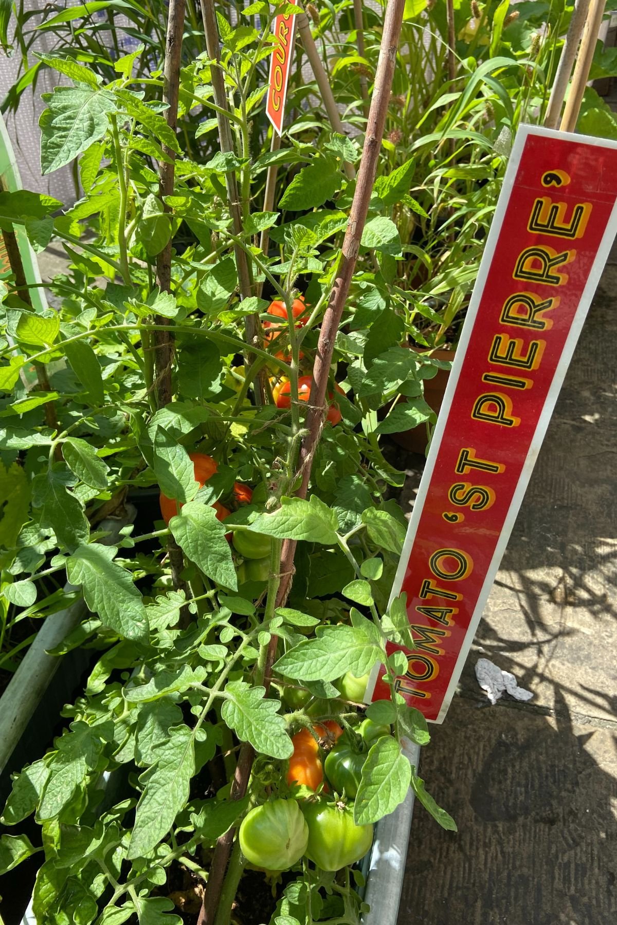 Cherry tomato plants growing in a garden bed with colorful ripe and unripe tomatoes, supported by wooden stakes, and a red and yellow sign saying "Tomato St Pierre".