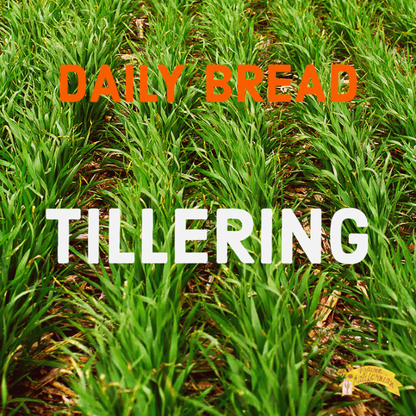 A field of green wheat with overlaid text that reads "DAILY BREAD" in orange and "TILLERING" in white.