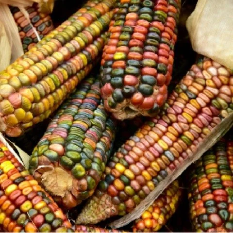 Close-up of colorful Indian corn with multicolored kernels.